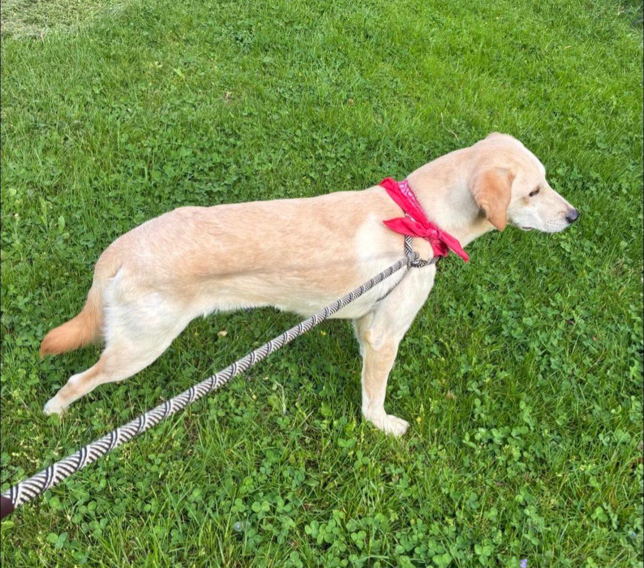 Ricco, Adopted, Young Male Labrador Retriever.