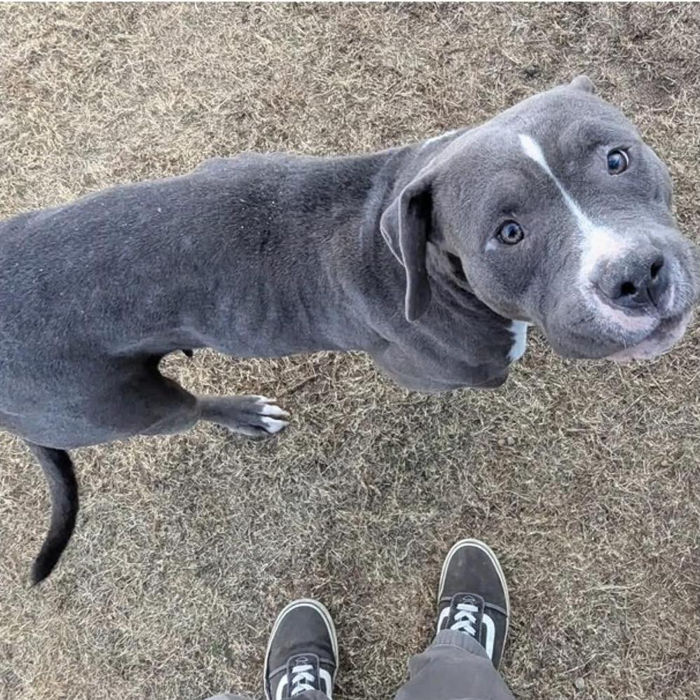 ATHENA  Available NOW - ADOPTION or RESCUE!, Adoptable, Adult Female Pit Bull Terrier & Mixed Breed.