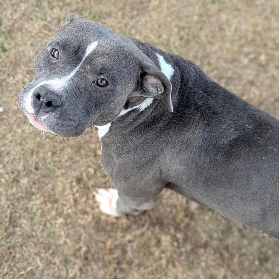 Enlarge ATHENA  Available NOW - ADOPTION or RESCUE!, a Adoptable mixed breed in Nashville, NC image 2/2