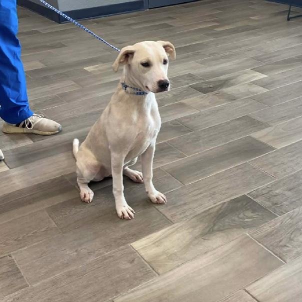 Lily, ADOPTABLE, Young Female American Bulldog.