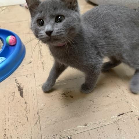 Selkie, a ADOPTABLE Domestic Medium Hair in Chisholm, MN image 2/3