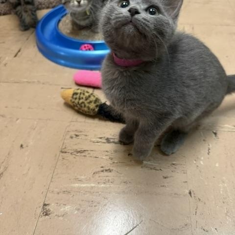Selkie, a ADOPTABLE Domestic Medium Hair in Chisholm, MN image 3/3