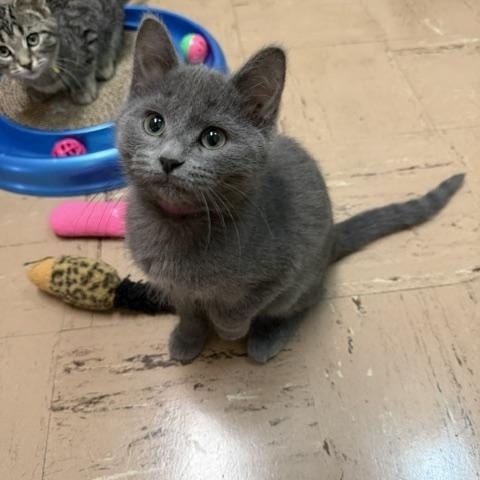 Selkie, a ADOPTABLE Domestic Medium Hair in Chisholm, MN image 1/3