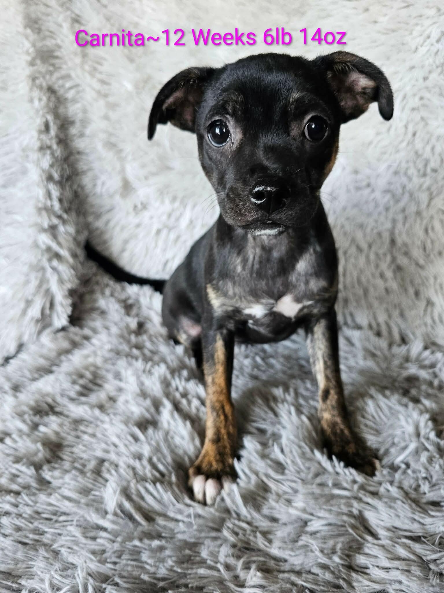 Carnita (Jill’s litter), a Adoptable mixed breed in Chelsea, AL image 1/6