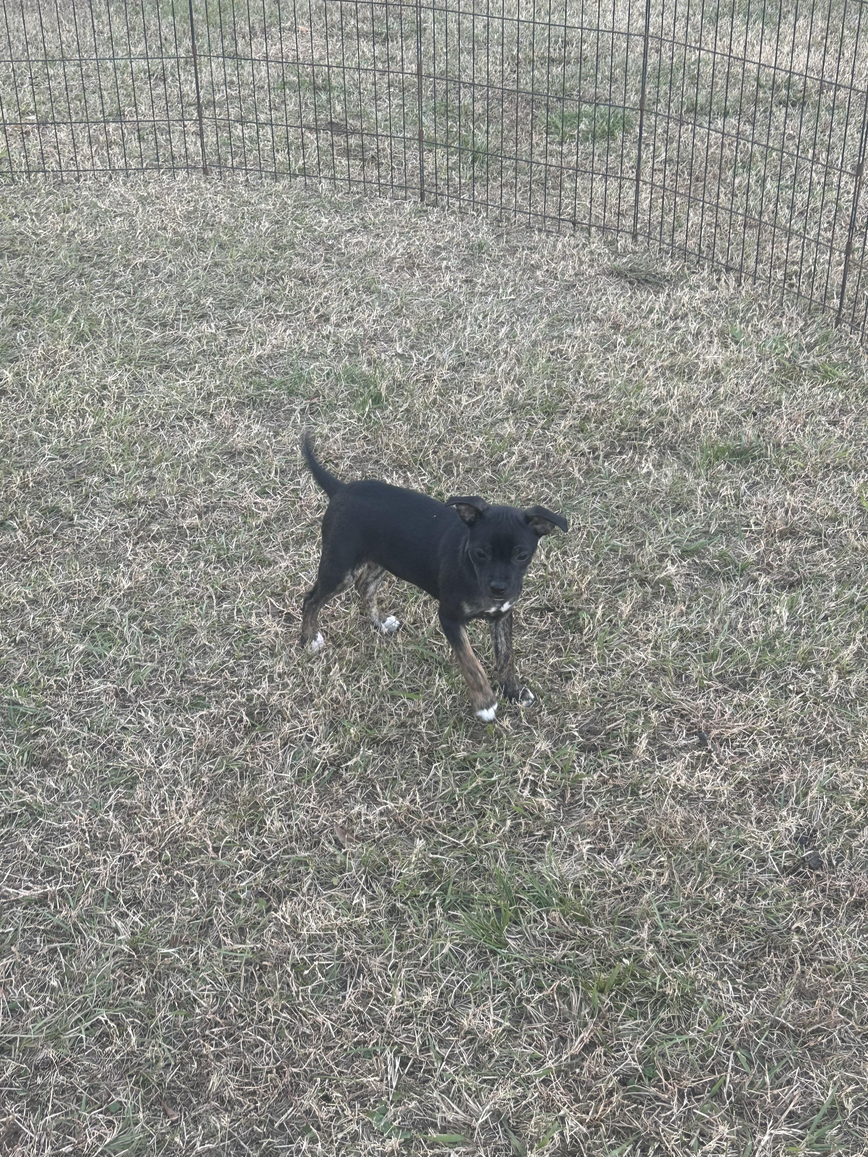 Carnita (Jill’s litter), a Adoptable mixed breed in Chelsea, AL image 2/6