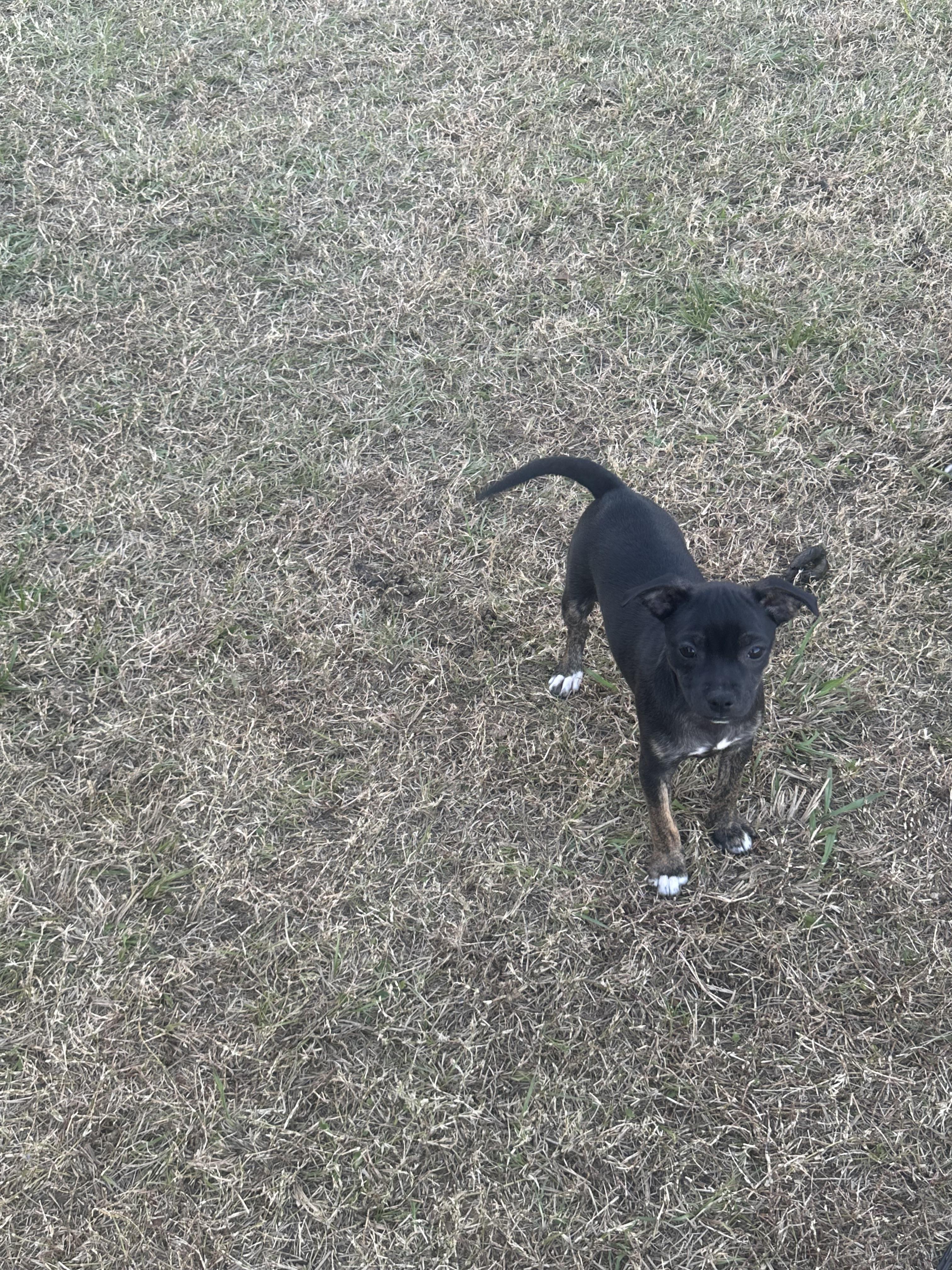 Carnita (Jill’s litter), a Adoptable mixed breed in Chelsea, AL image 3/6