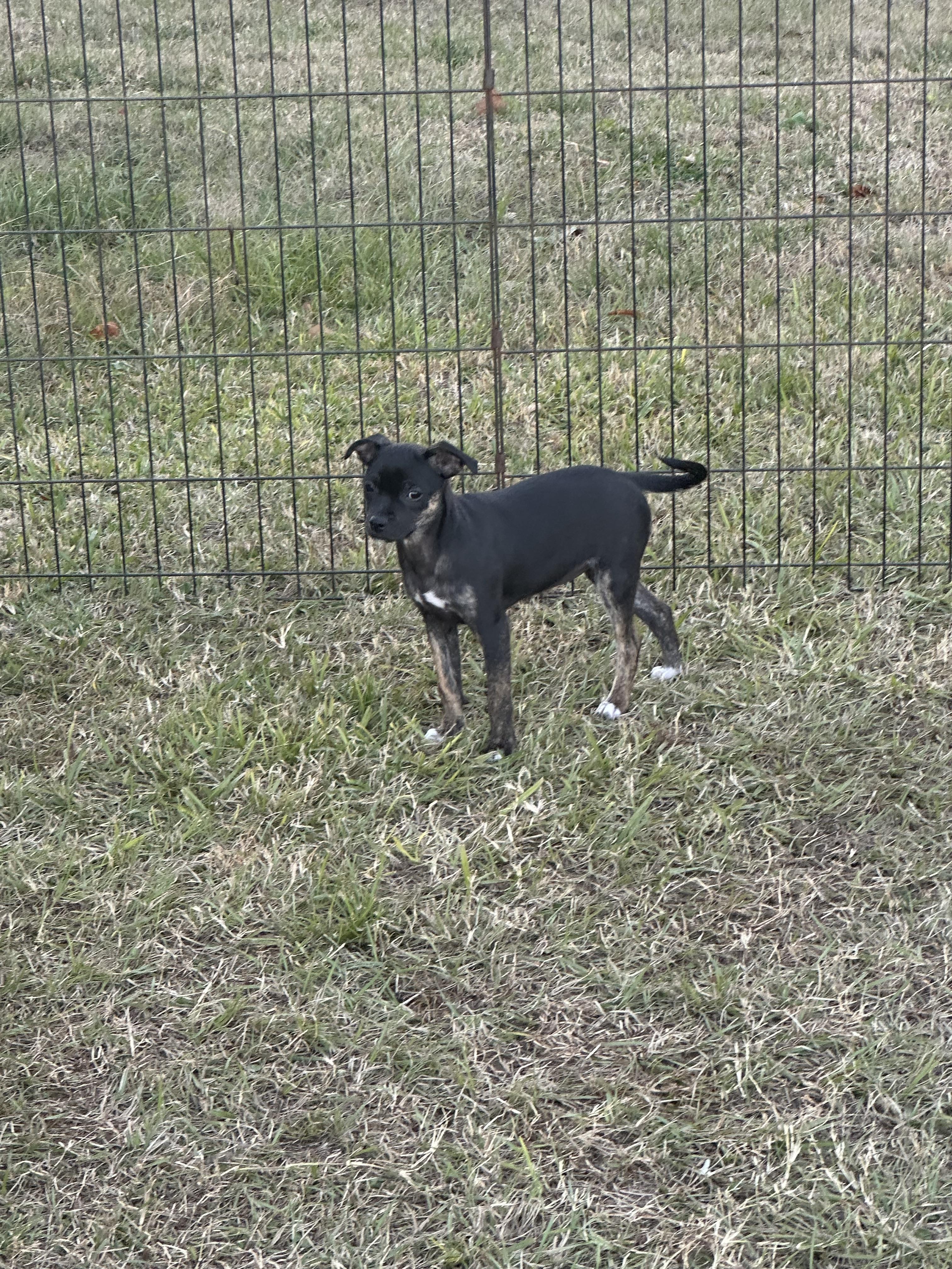 Carnita (Jill’s litter), Adoptable, Puppy Female Chihuahua & Terrier.