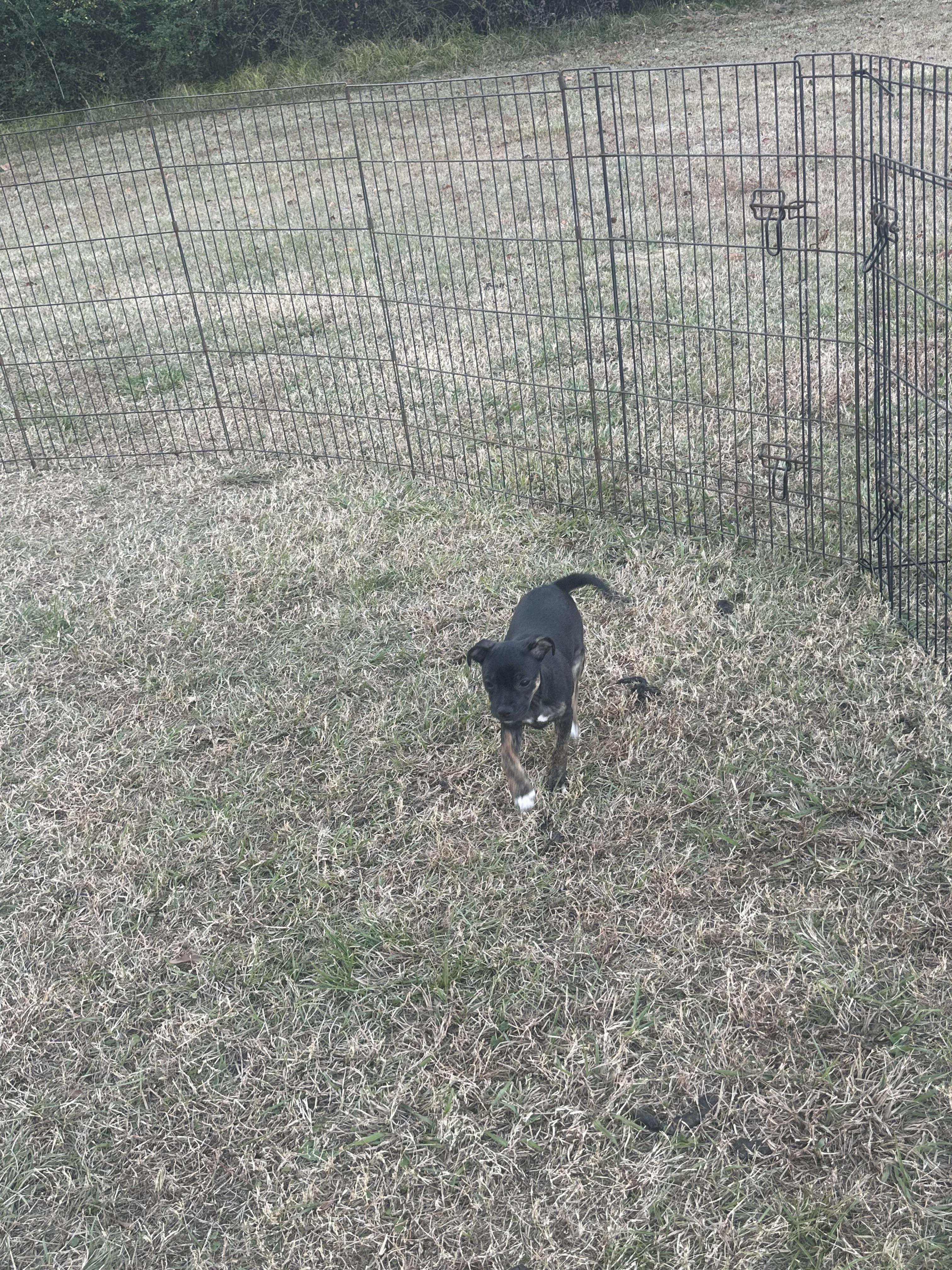 Carnita (Jill’s litter), a Adoptable mixed breed in Chelsea, AL image 5/6