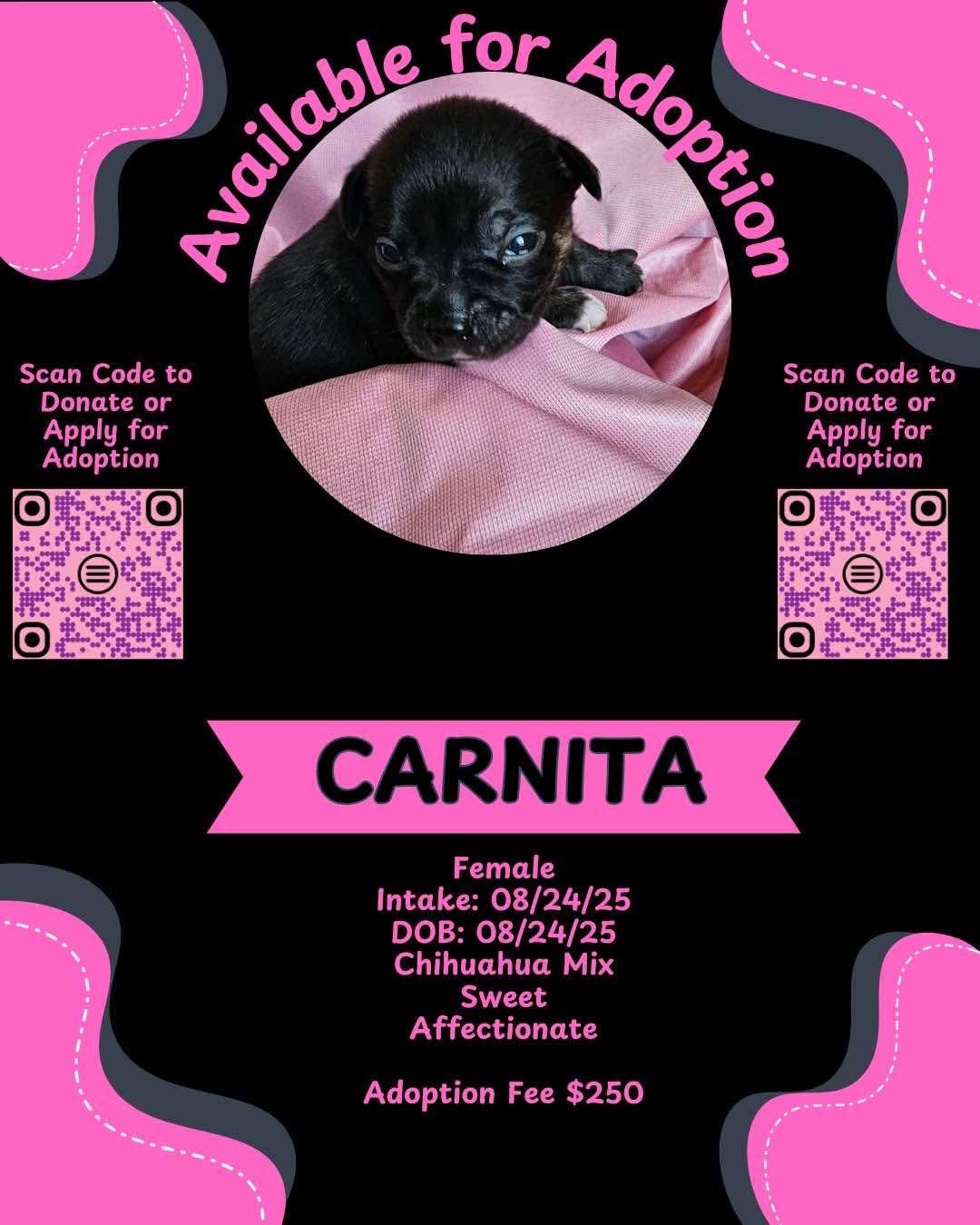 Carnita (Jill’s litter)