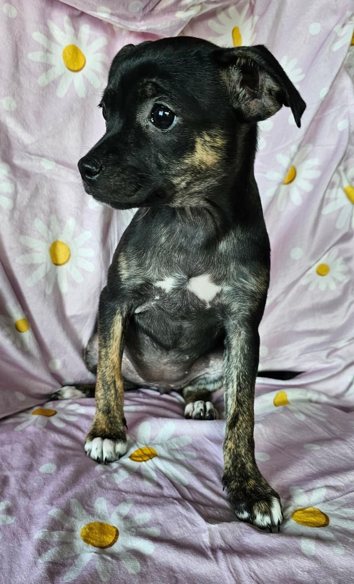 Carnita (Jill’s litter), a Adoptable mixed breed in Chelsea, AL image 6/6