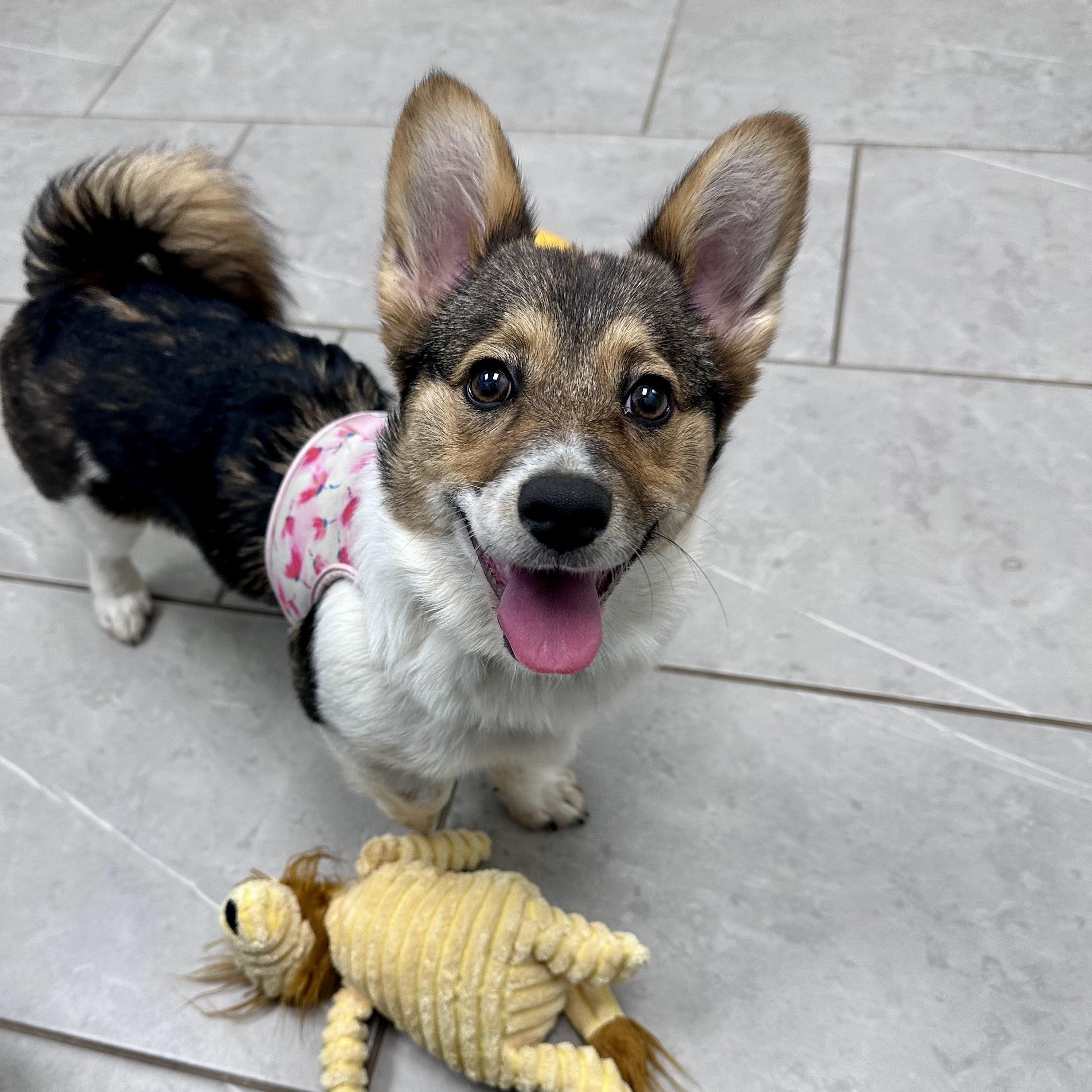Enlarge Cha Cha, an adopted mixed breed in Charlotte, NC image 1/5