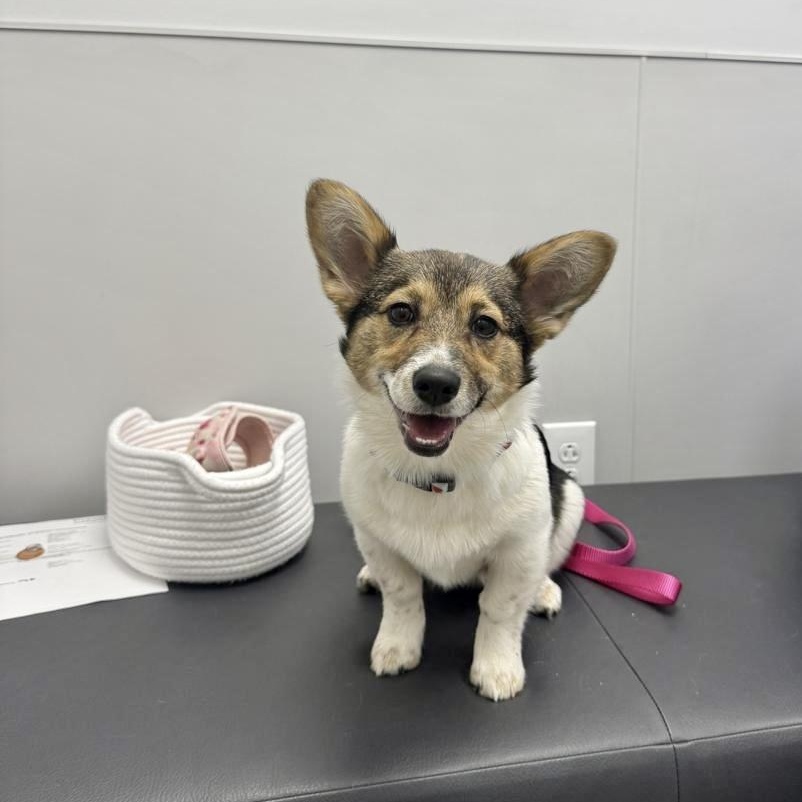 Enlarge Cha Cha, an adopted mixed breed in Charlotte, NC image 5/5