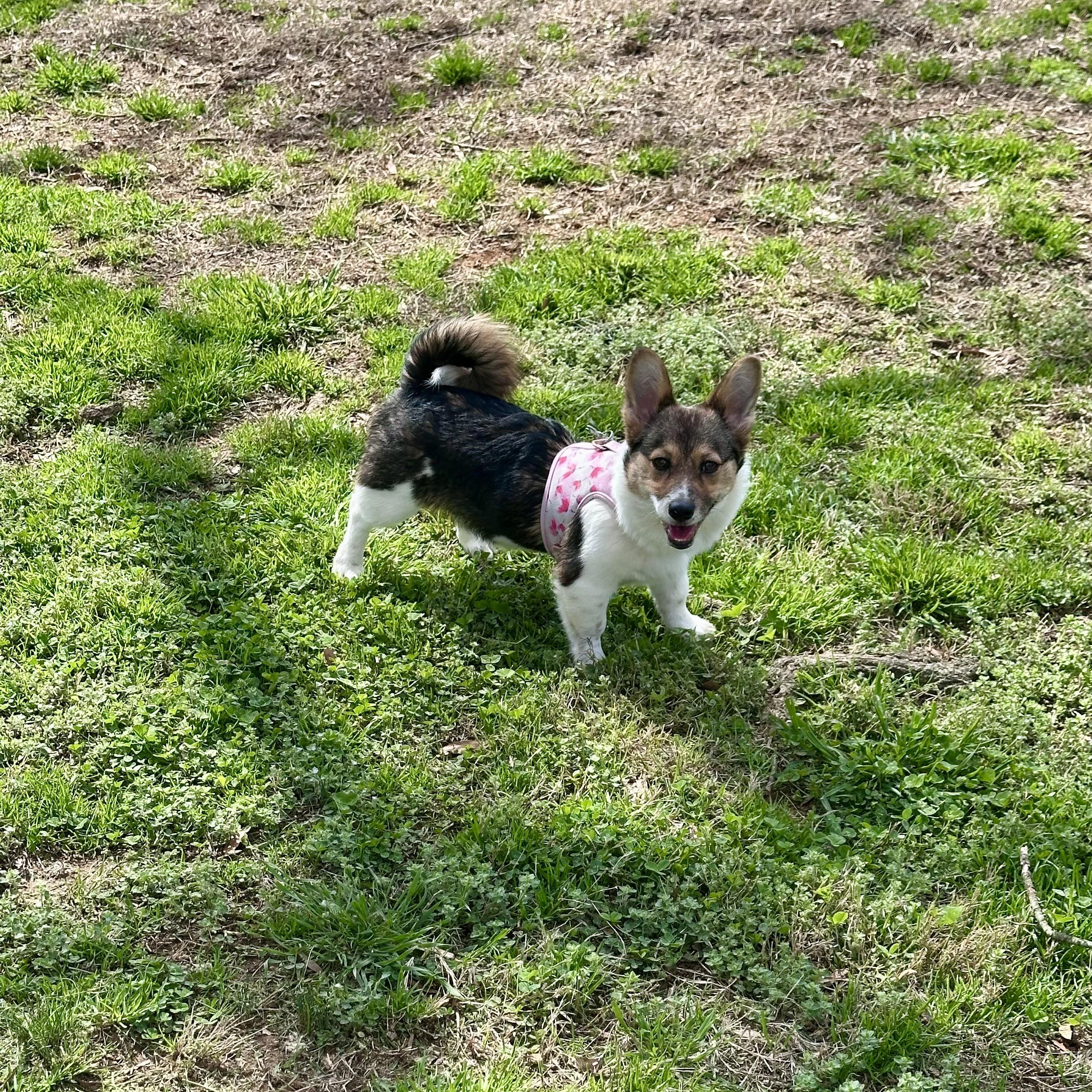 Enlarge Cha Cha, an adopted mixed breed in Charlotte, NC image 2/5