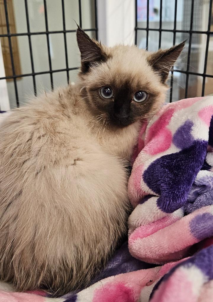 seal pt Siamese kitten, Adoptable, Kitten Male Domestic Medium Hair.