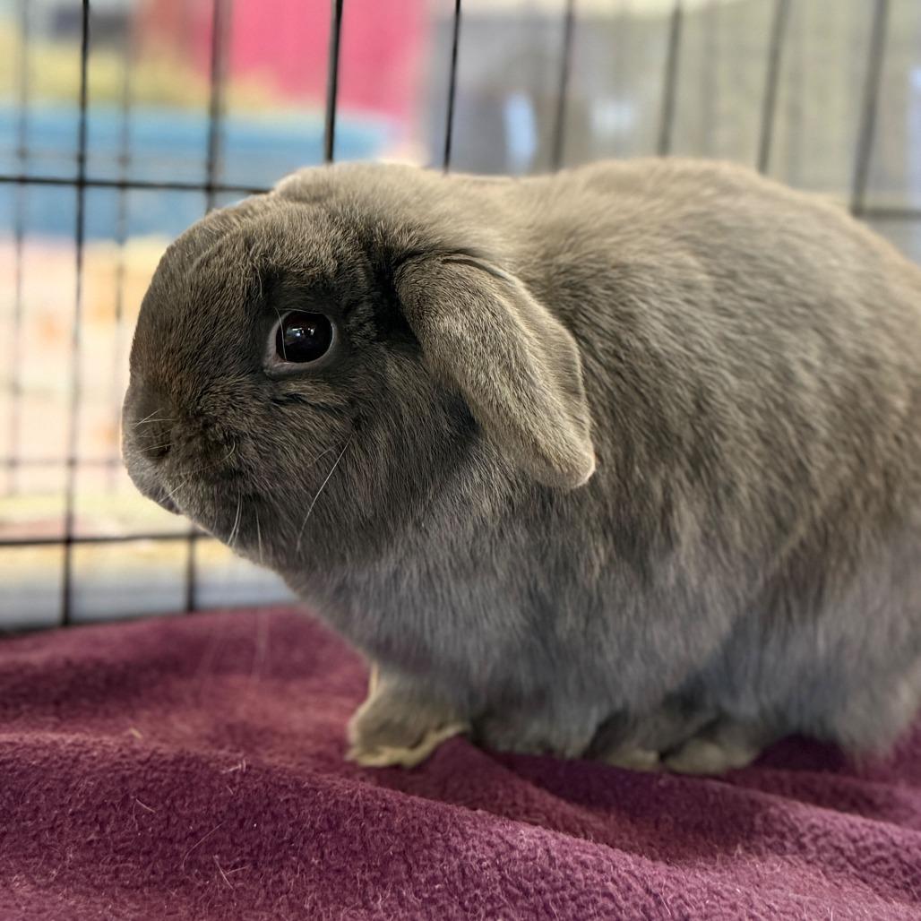 Captain Roger Van Piggles, Adoptable, Adult Male Holland Lop.