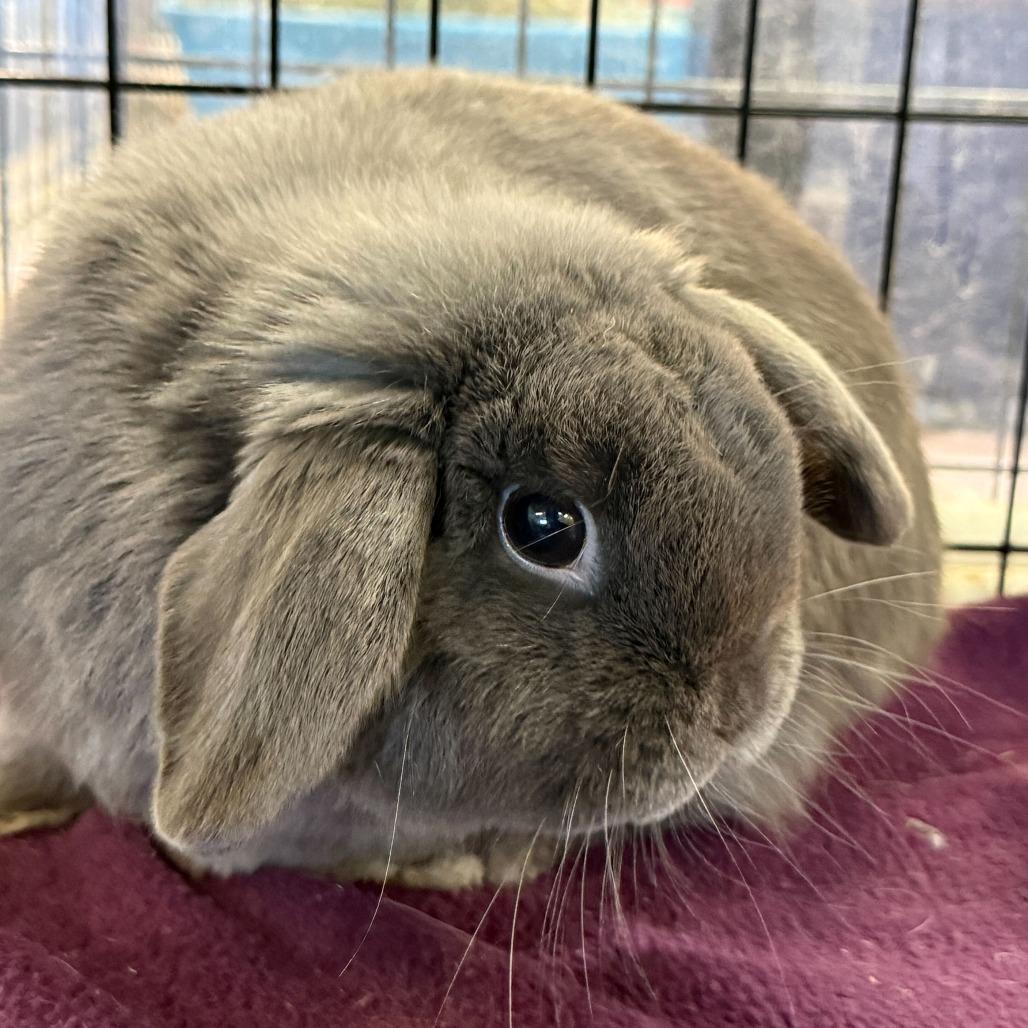 Enlarge Captain Roger Van Piggles, a Adoptable Holland Lop in San Diego, CA image 2/6