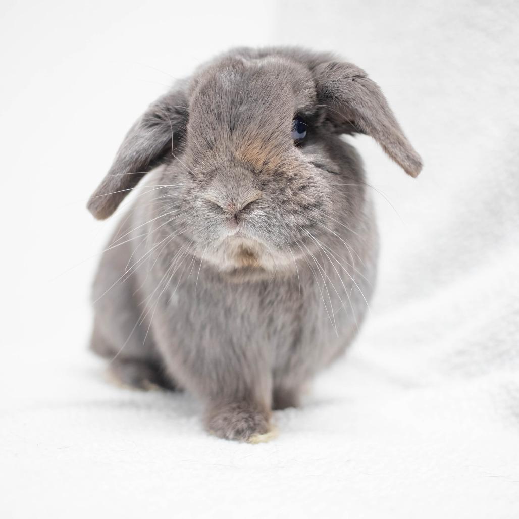 Enlarge Captain Roger Van Piggles, a Adoptable Holland Lop in San Diego, CA image 3/6