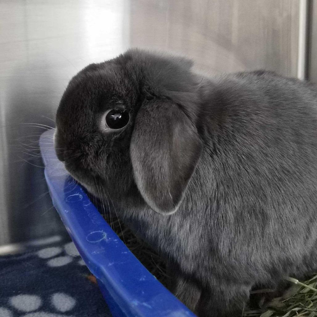 Enlarge Captain Roger Van Piggles, a Adoptable Holland Lop in San Diego, CA image 4/6
