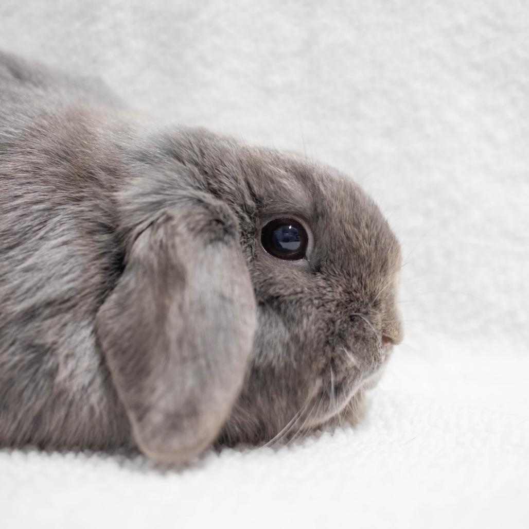 Enlarge Captain Roger Van Piggles, a Adoptable Holland Lop in San Diego, CA image 5/6