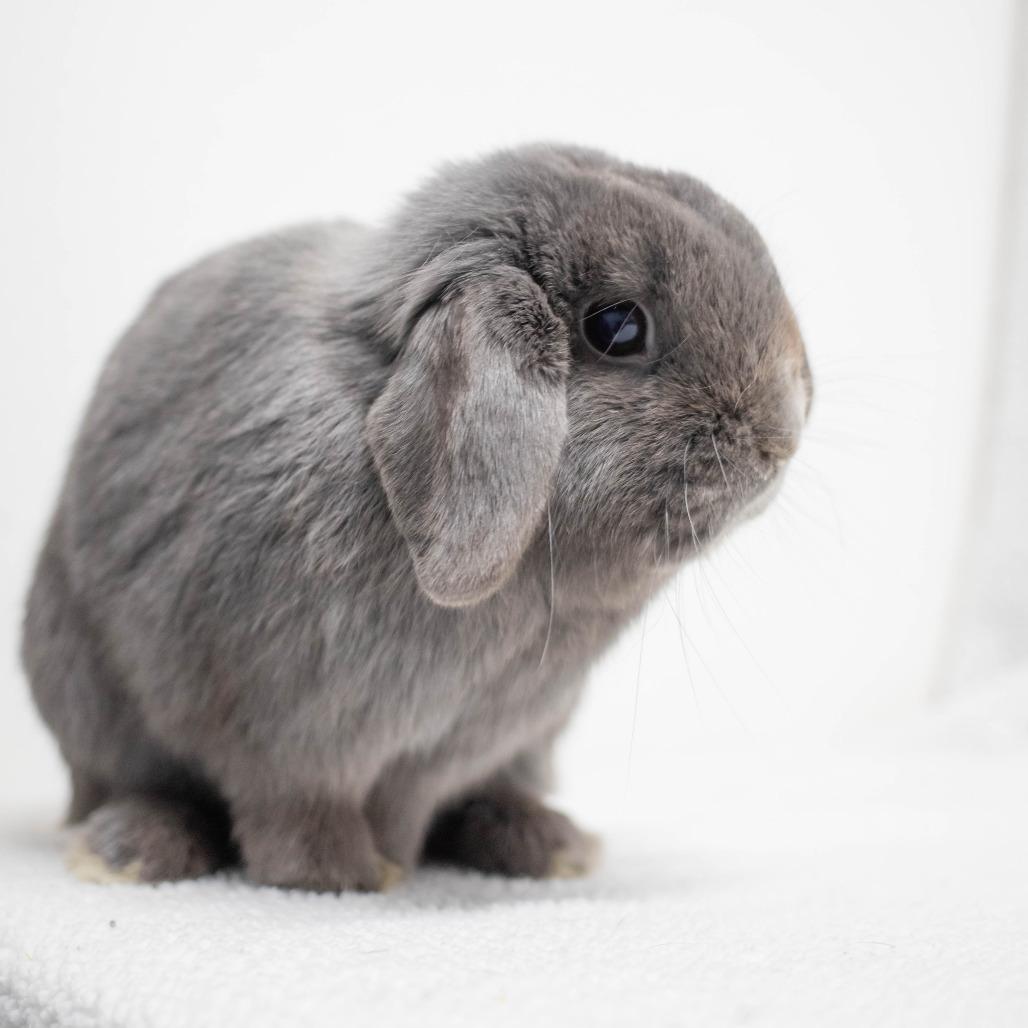 Enlarge Captain Roger Van Piggles, a Adoptable Holland Lop in San Diego, CA image 6/6