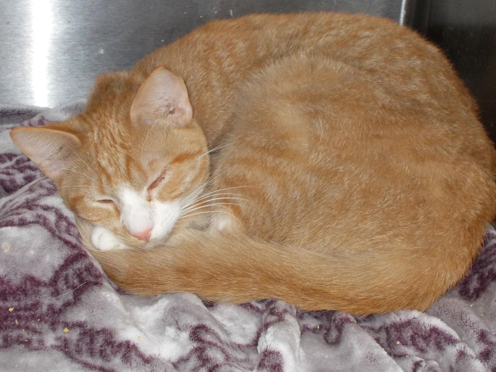 Enlarge Vanna White, a Adoptable Tabby in Naples, FL image 1/4