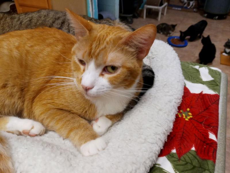Vanna White, Adoptable, Young Female Tabby.