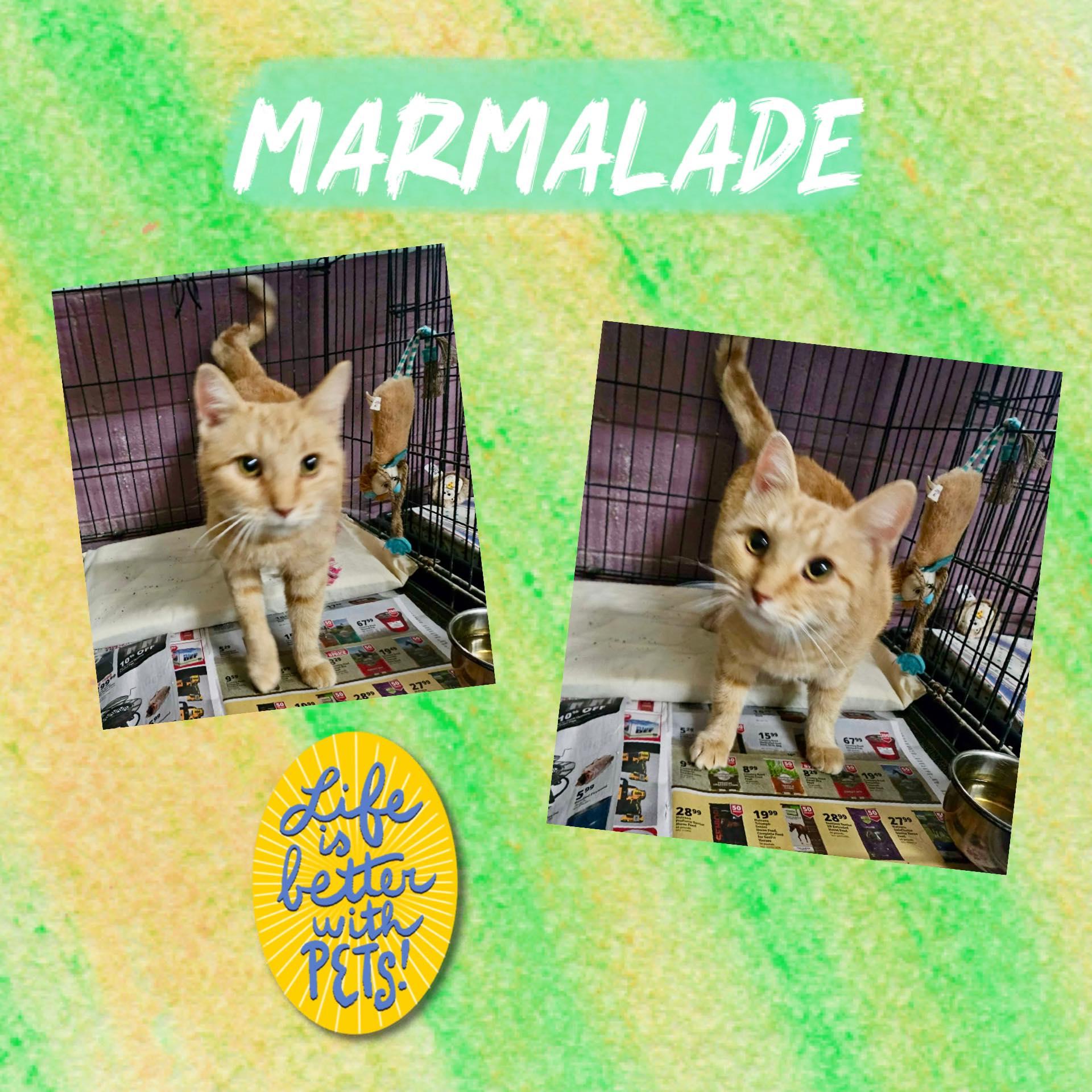 Enlarge Marmalade, a ADOPTABLE Domestic Short Hair in Monticello, IN image 1/1