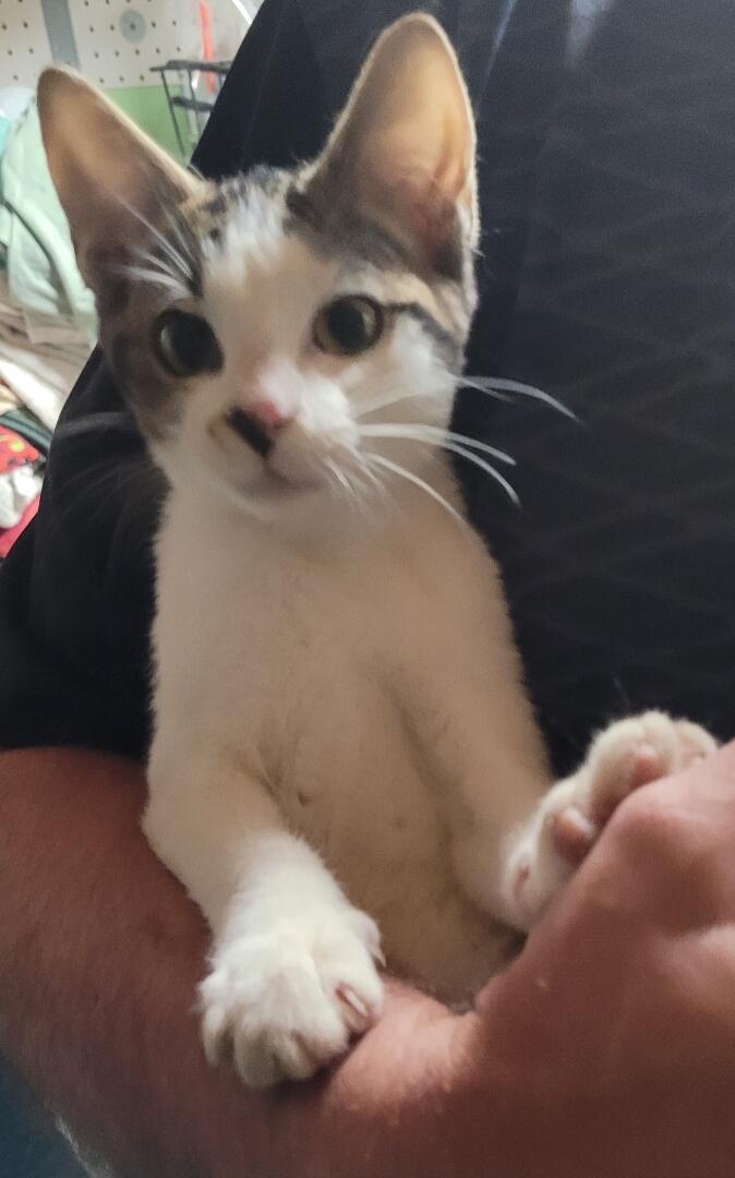 Jonny, Adoptable, Kitten Male Domestic Short Hair.