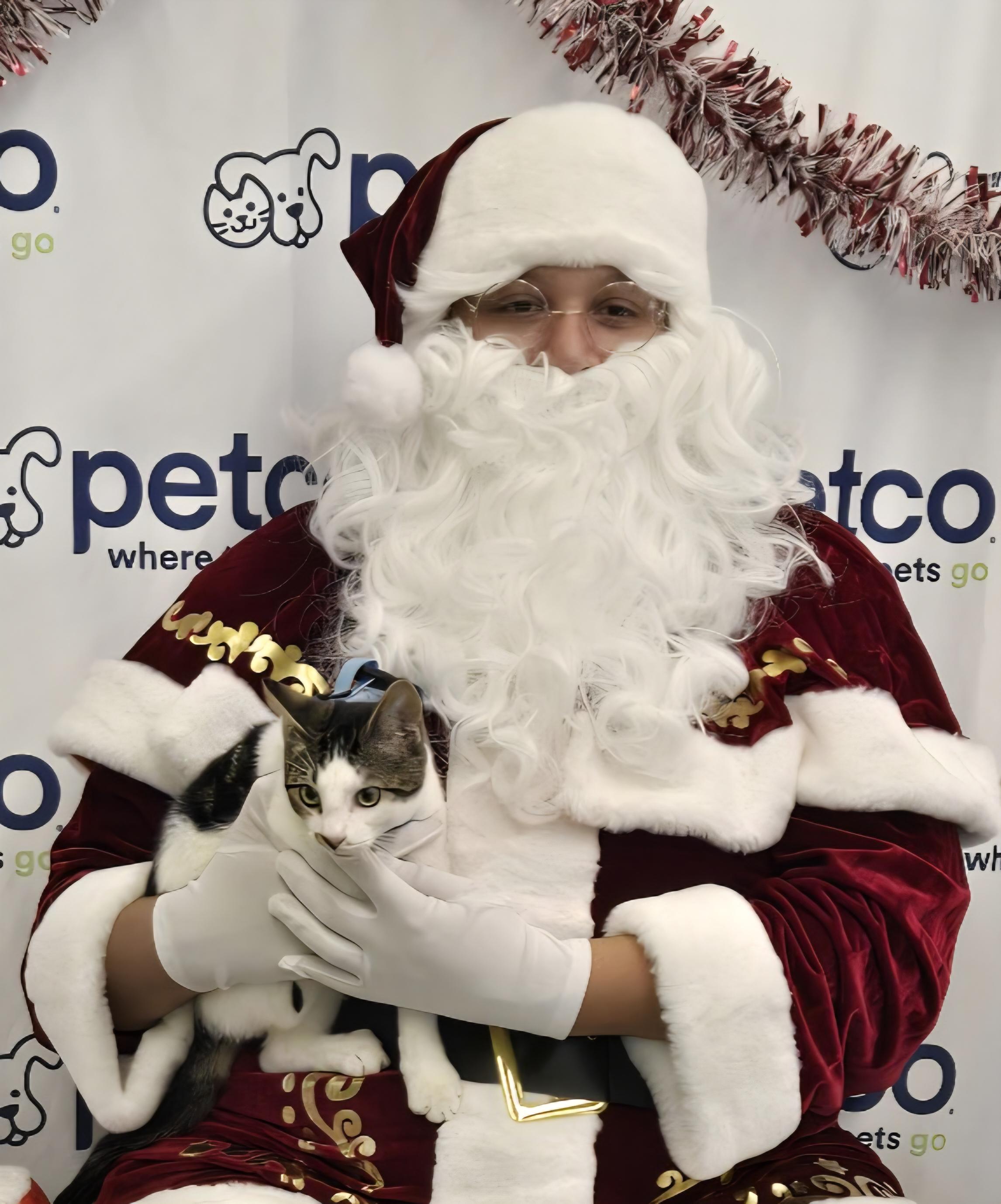 Enlarge Jonny, a Adoptable Domestic Short Hair in Grand Prairie, TX image 2/3