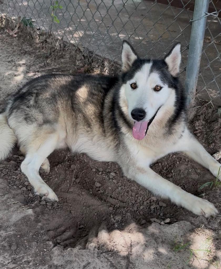 Monsey, Adoptable, Senior Male Husky.