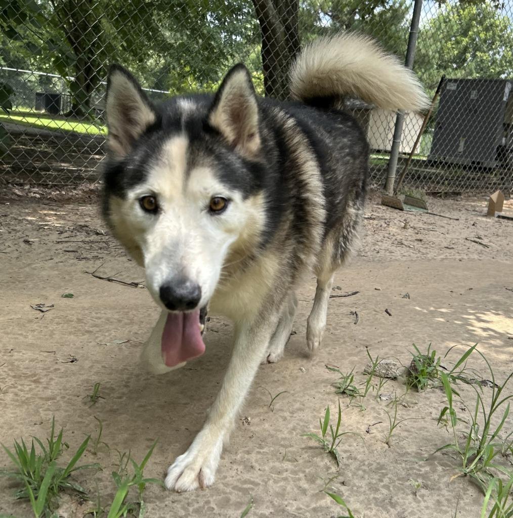 Monsey, a Adoptable Husky in Nacogdoches, TX image 2/4