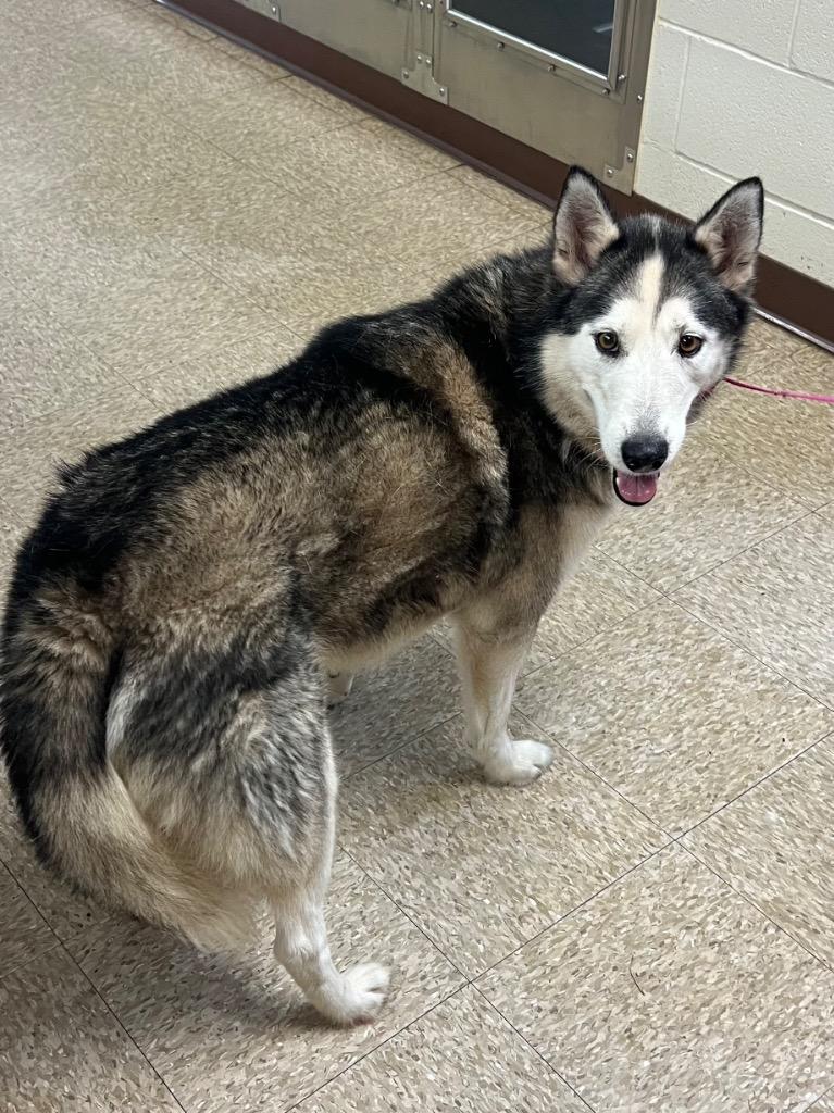Monsey, a Adoptable Husky in Nacogdoches, TX image 3/4