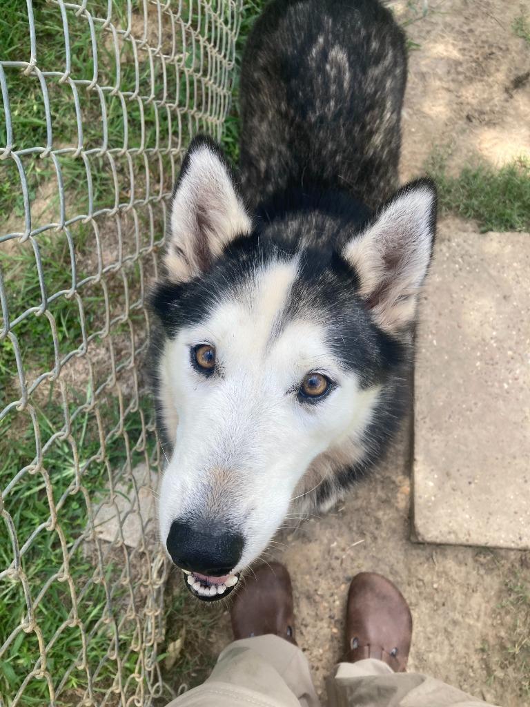 Monsey, a Adoptable Husky in Nacogdoches, TX image 4/4
