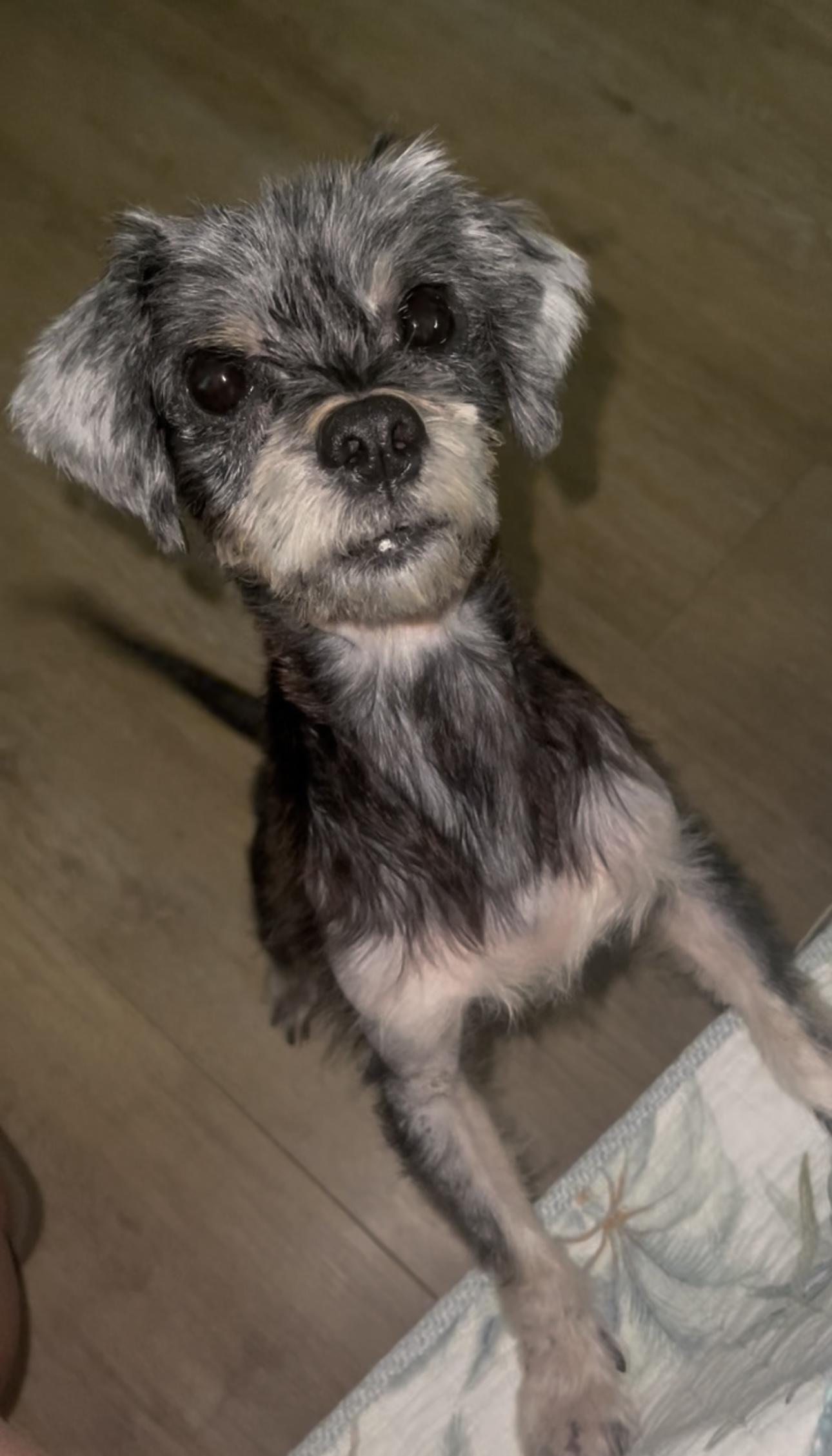 Enlarge Gizmo, a Adopted Shih Tzu in St Simons Island, GA image 4/4