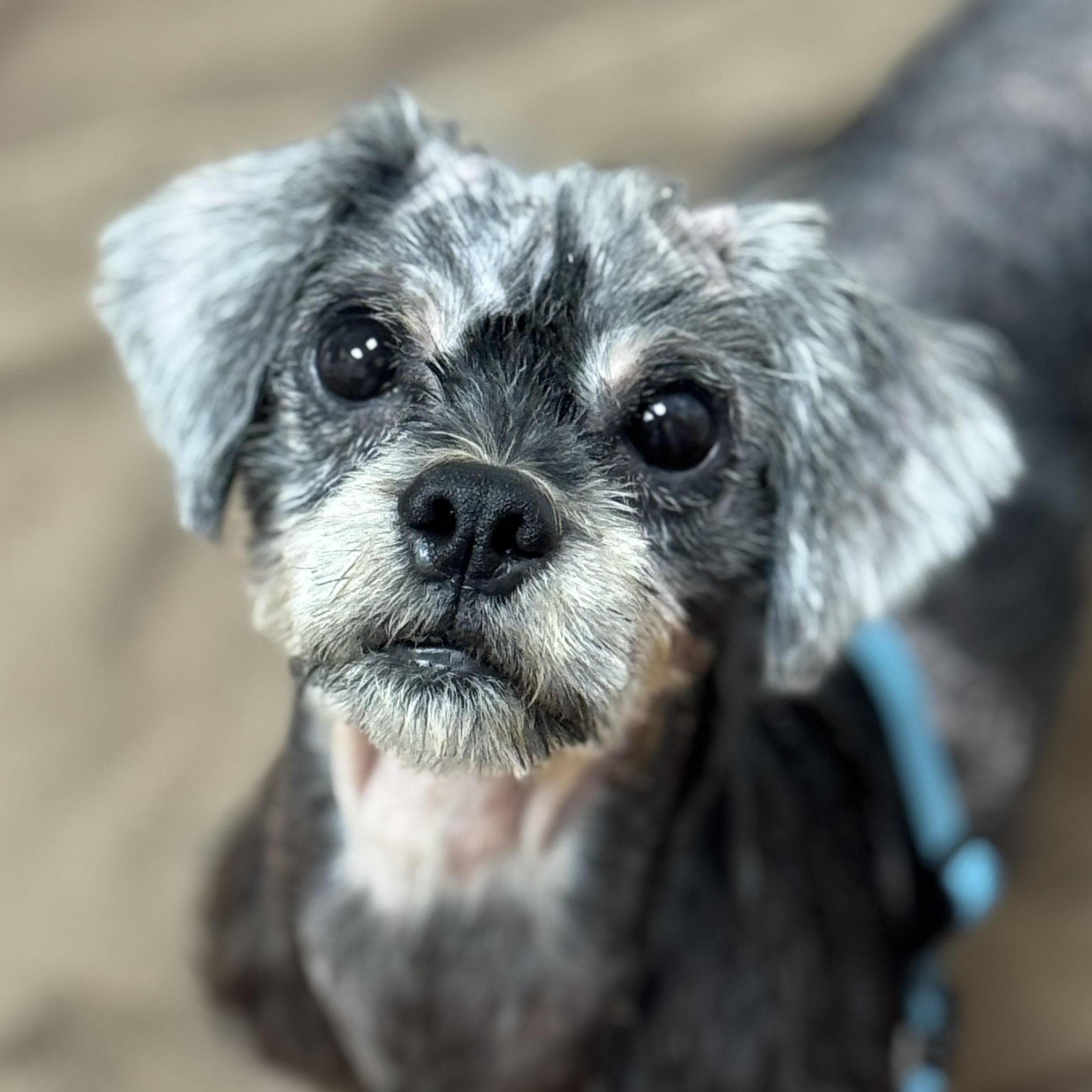 Gizmo, Adopted, Senior Male Shih Tzu.
