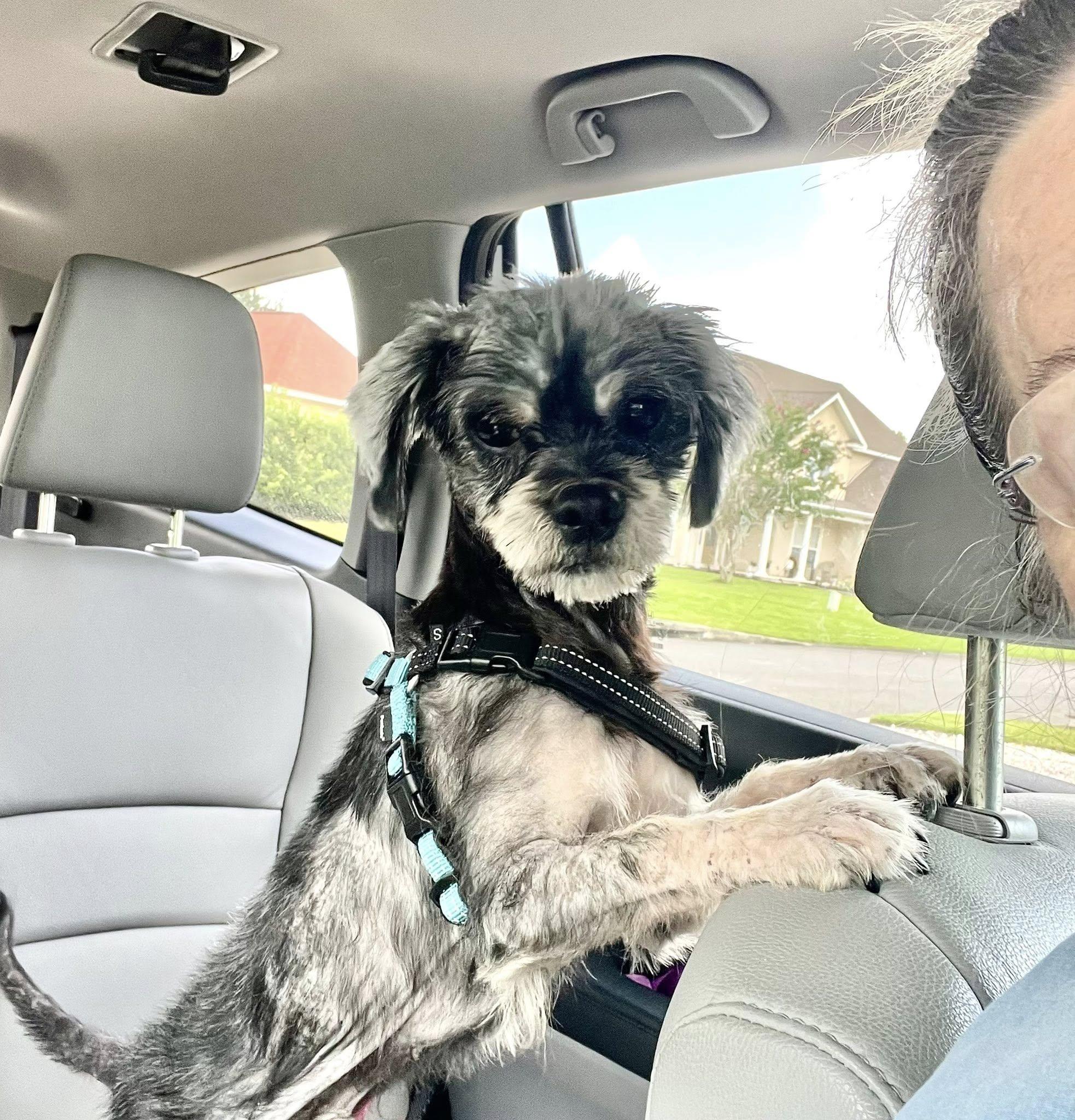 Enlarge Gizmo, a Adopted Shih Tzu in St Simons Island, GA image 3/4