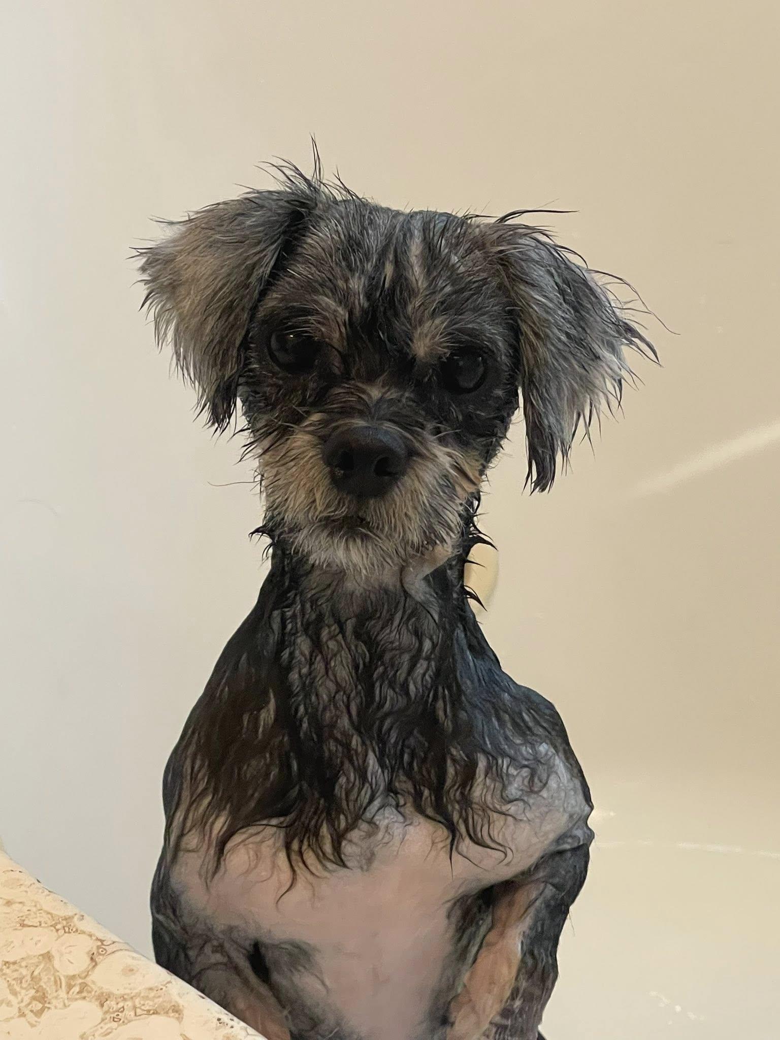 Enlarge Gizmo, a Adopted Shih Tzu in St Simons Island, GA image 2/4