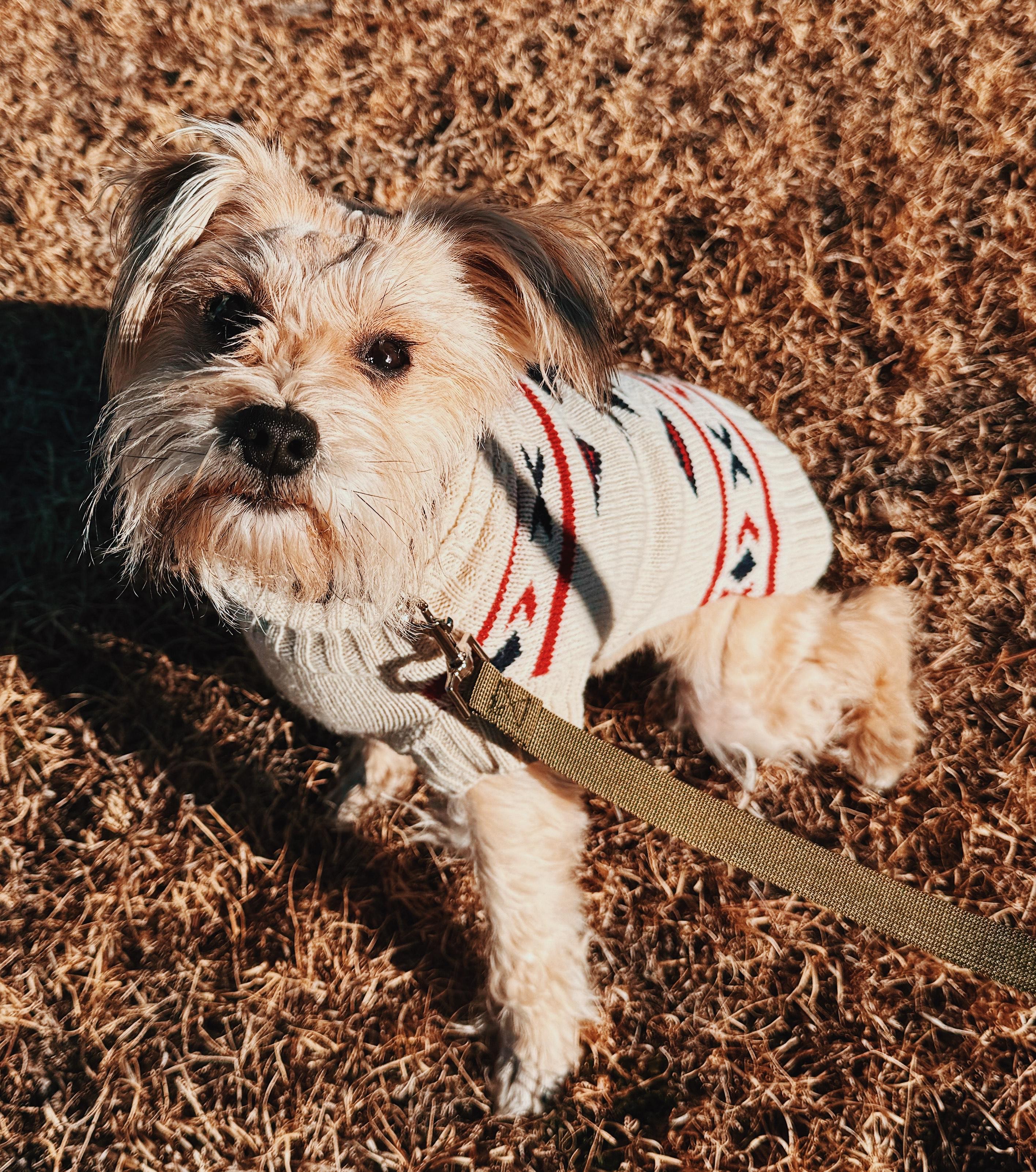 Enlarge Stephanie , an adoptable Miniature Schnauzer in Hays, KS image 3/5