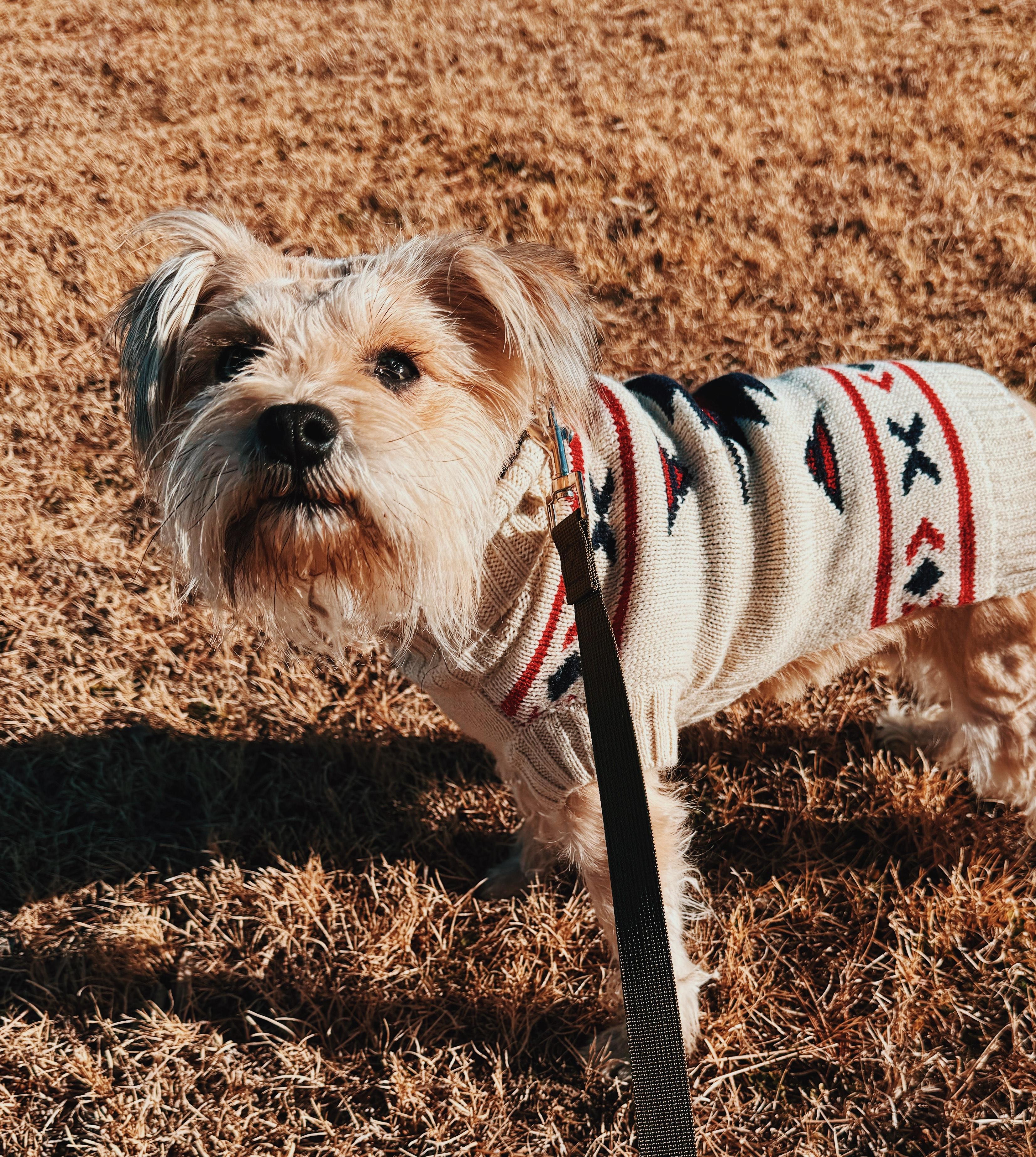 Enlarge Stephanie , an adoptable Miniature Schnauzer in Hays, KS image 5/5