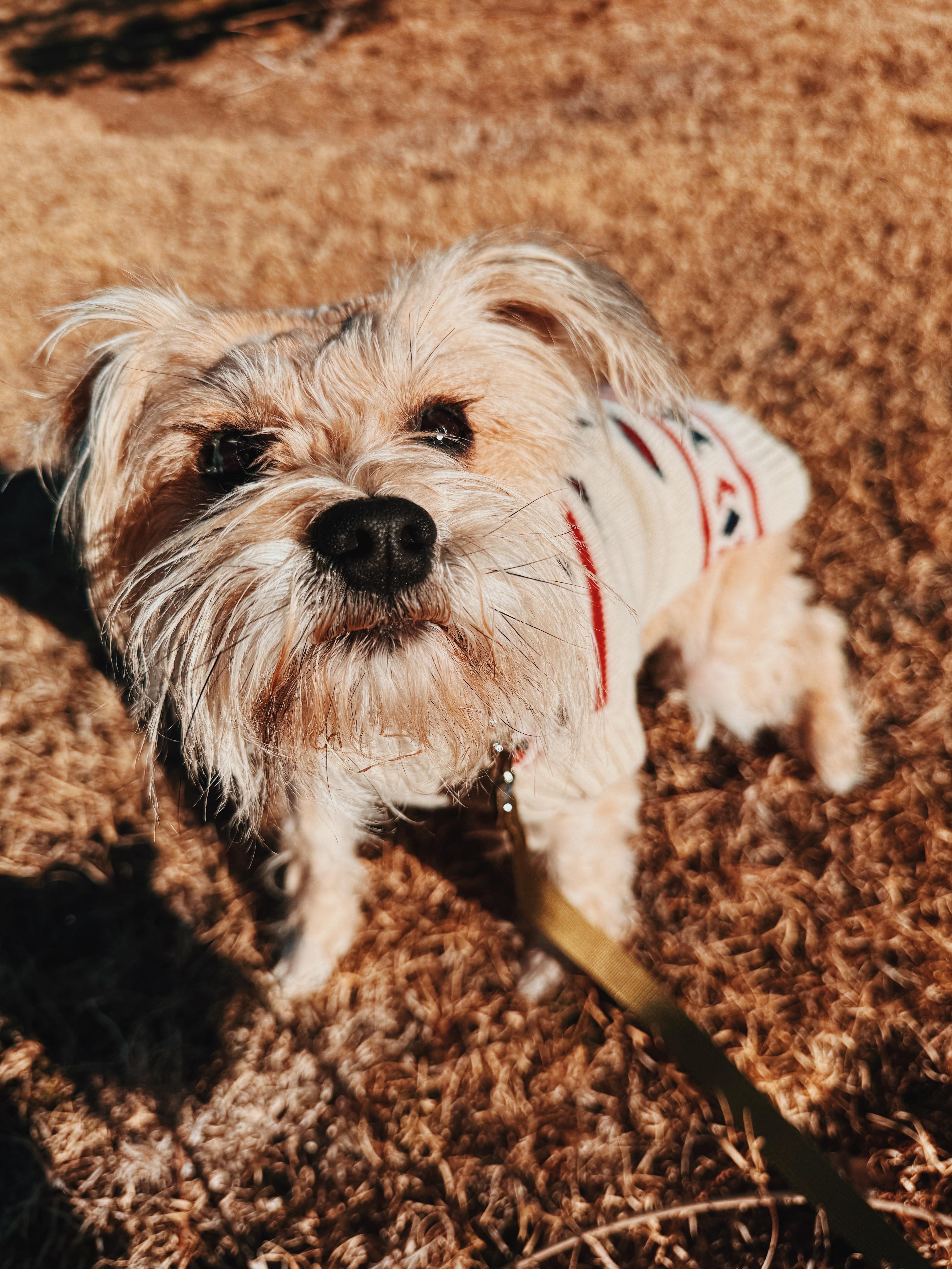 Enlarge Stephanie , an adoptable Miniature Schnauzer in Hays, KS image 4/5
