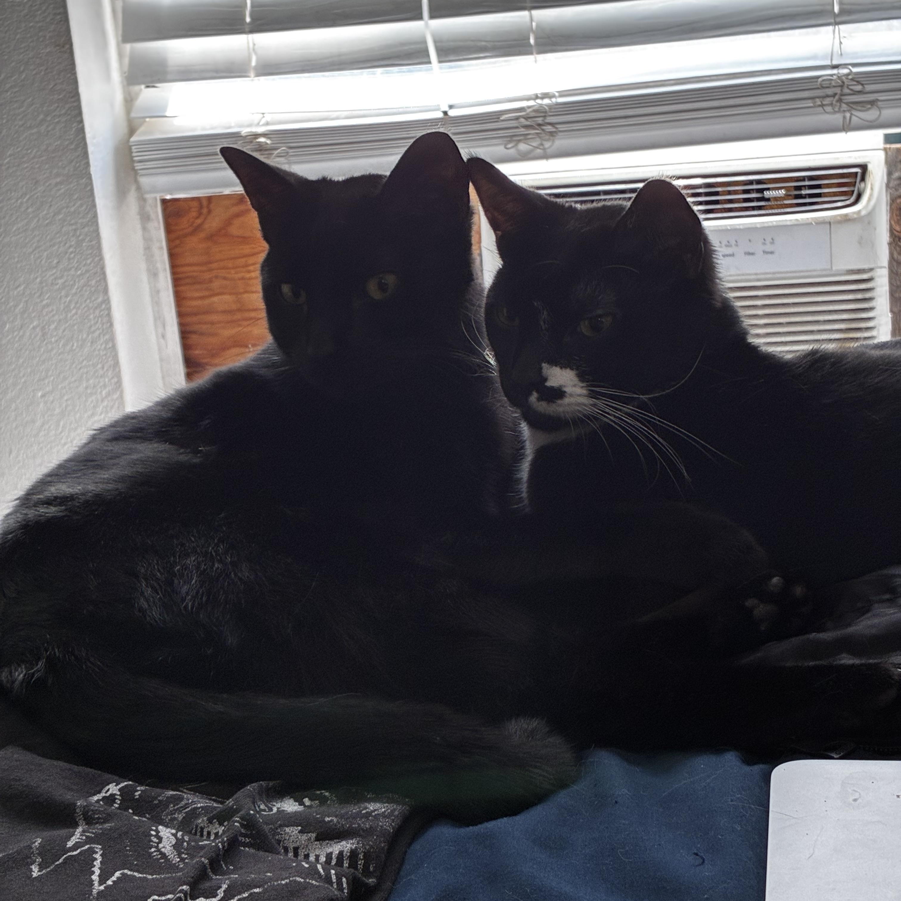 Lucky (bonded with Spot MRQ# G1-25-2), a Adoptable Domestic Short Hair in Orange, CA image 3/6