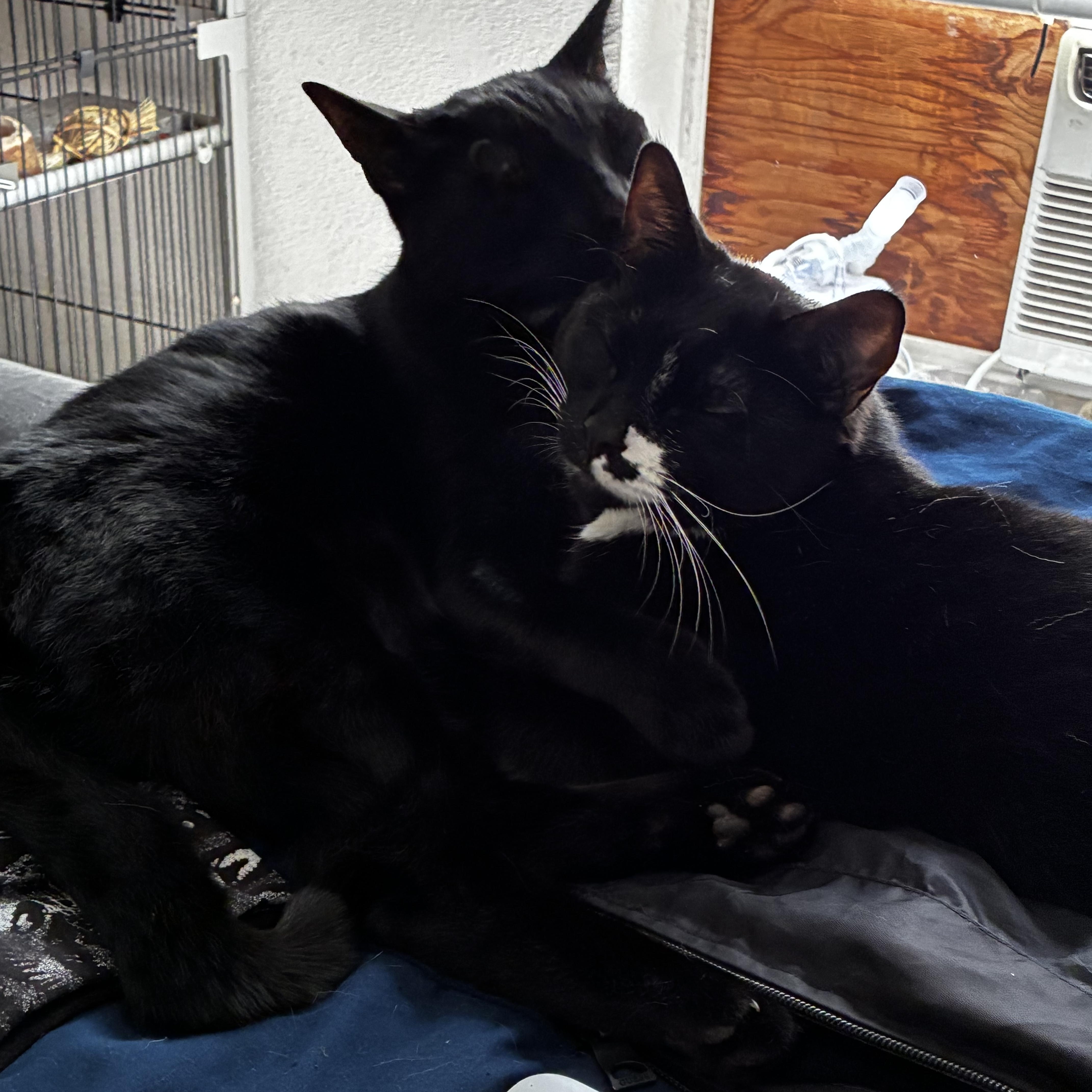 Lucky (bonded with Spot MRQ# G1-25-2), a Adoptable Domestic Short Hair in Orange, CA image 4/6