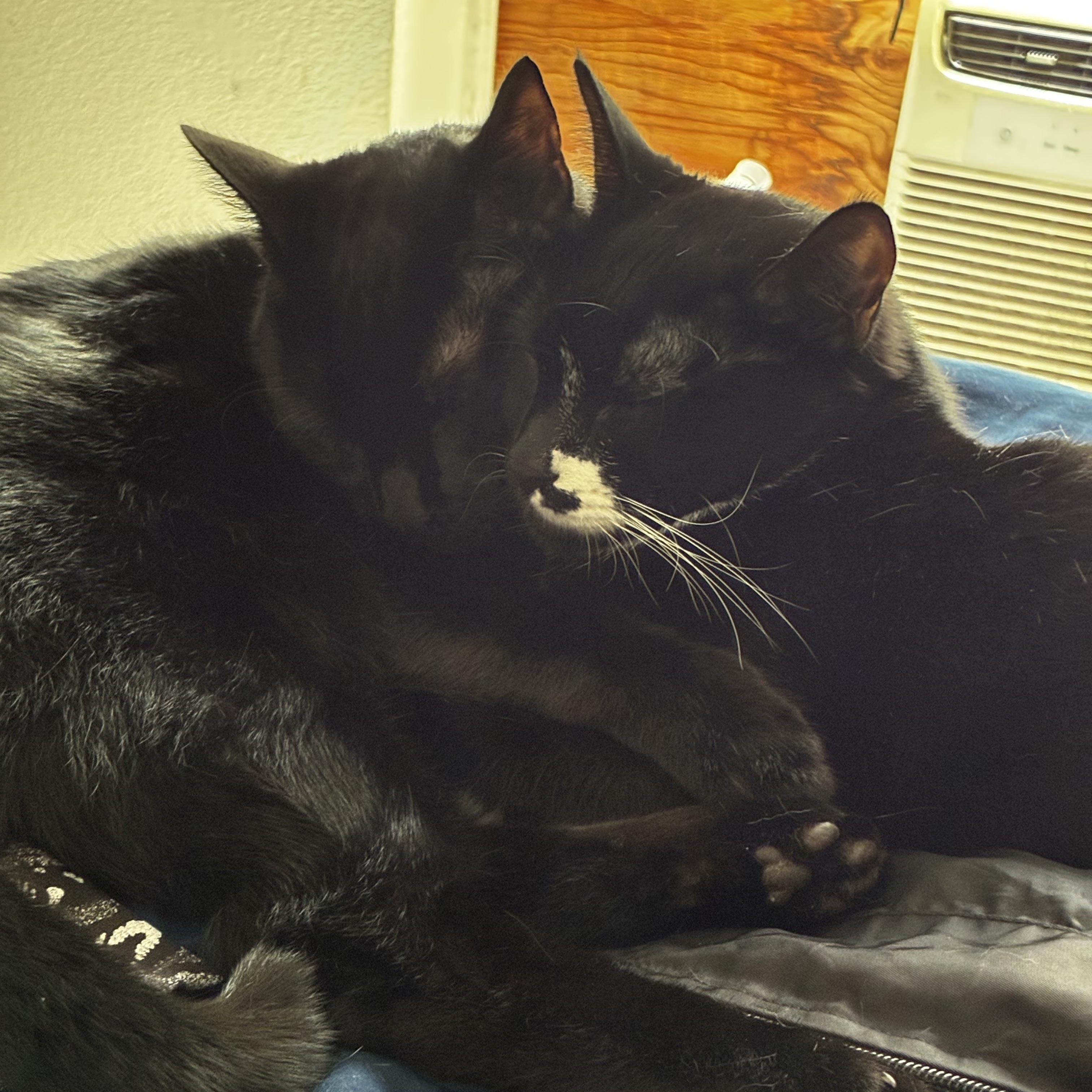 Lucky (bonded with Spot MRQ# G1-25-2), a Adoptable Domestic Short Hair in Orange, CA image 6/6