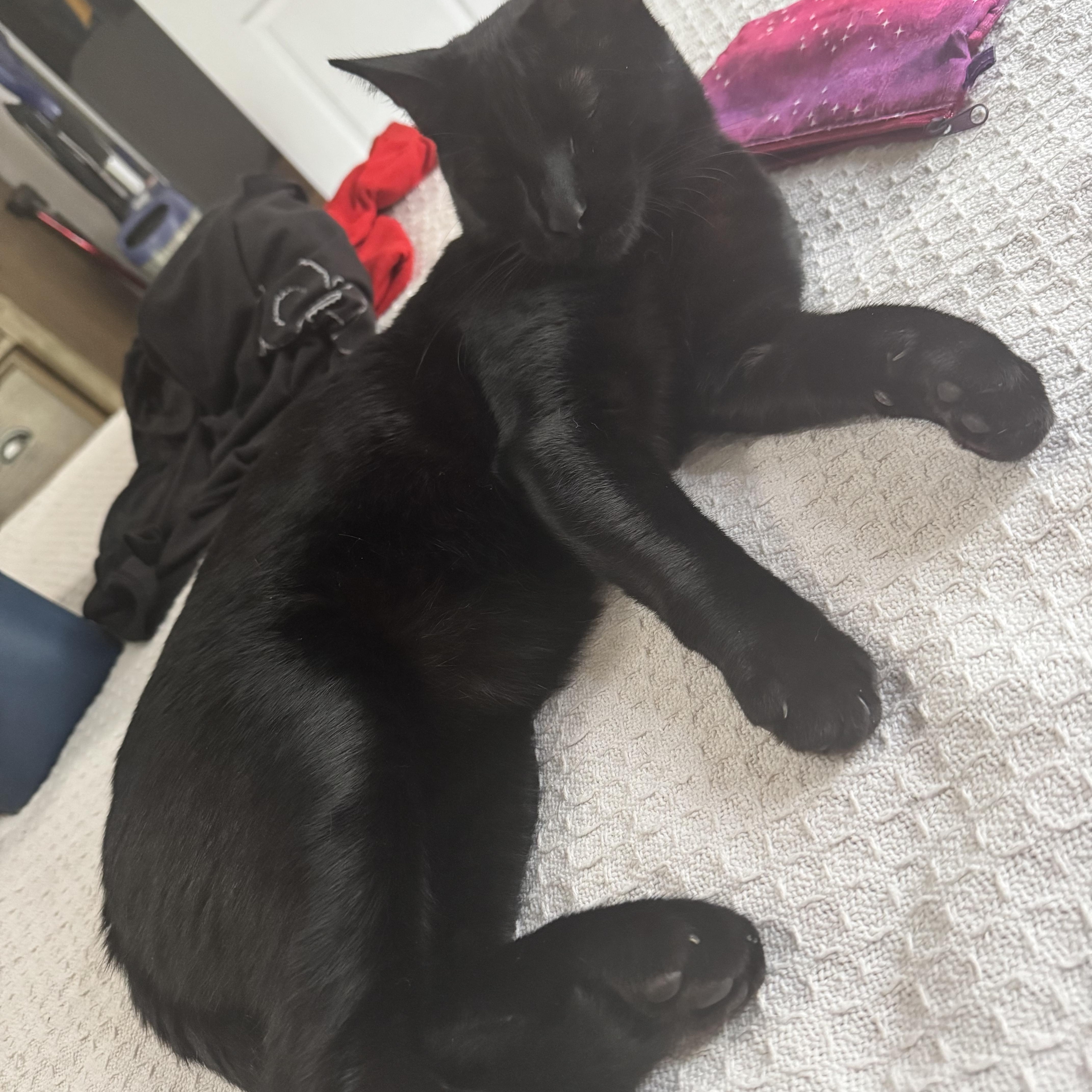 Lucky (bonded with Spot MRQ# G1-25-2), a Adoptable Domestic Short Hair in Orange, CA image 5/6