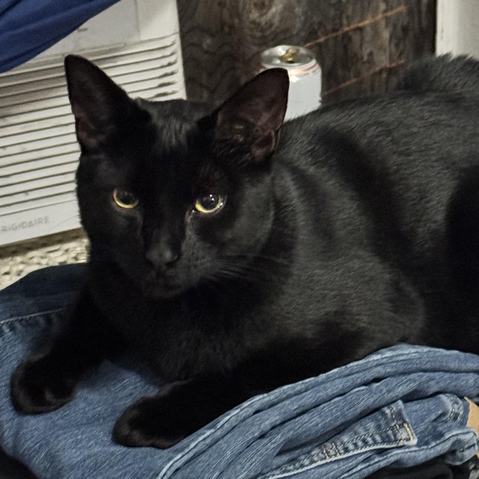 Lucky (bonded with Spot MRQ# G1-25-2), a Adoptable Domestic Short Hair in Orange, CA image 2/6