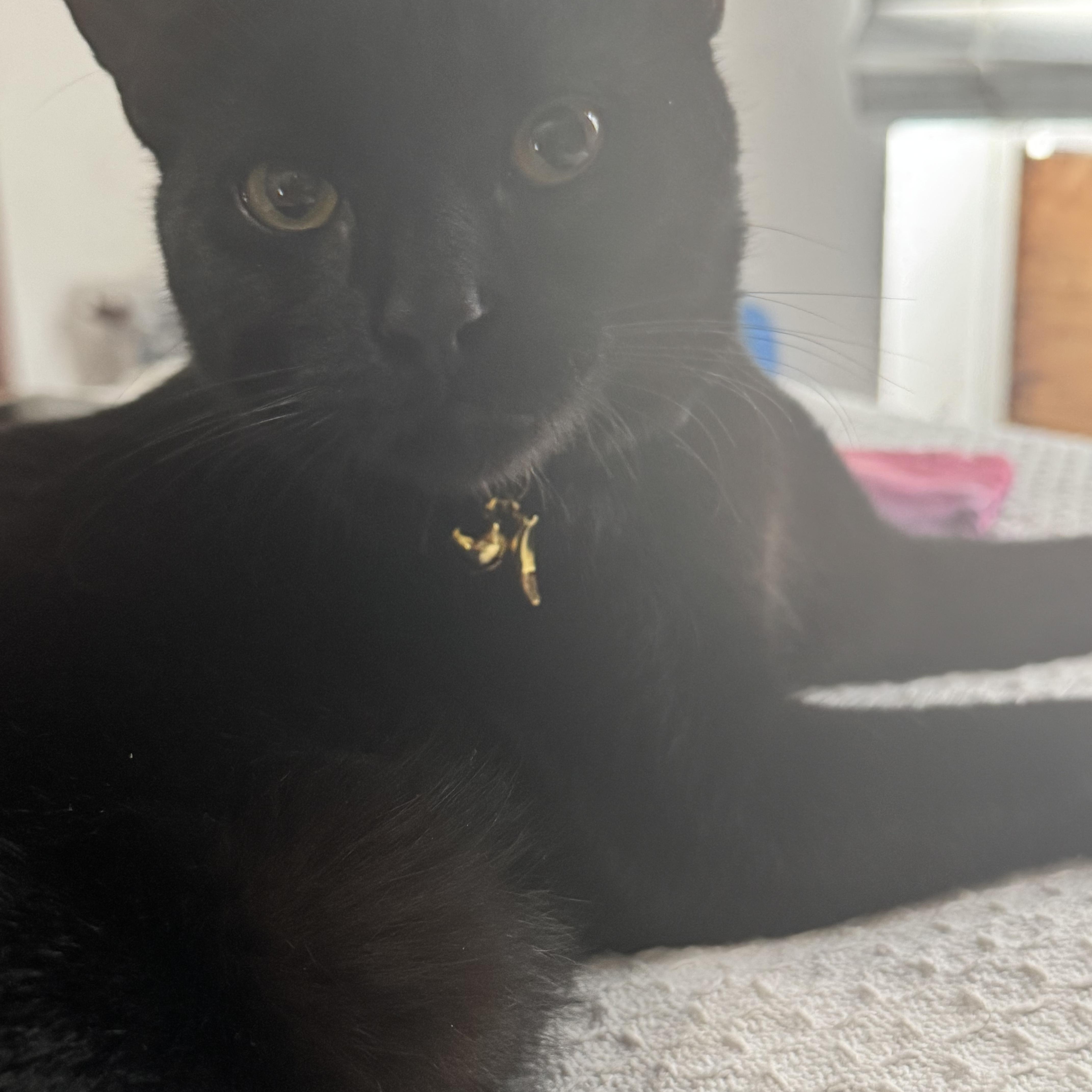 Lucky (bonded with Spot MRQ# G1-25-2), a Adoptable Domestic Short Hair in Orange, CA image 1/6