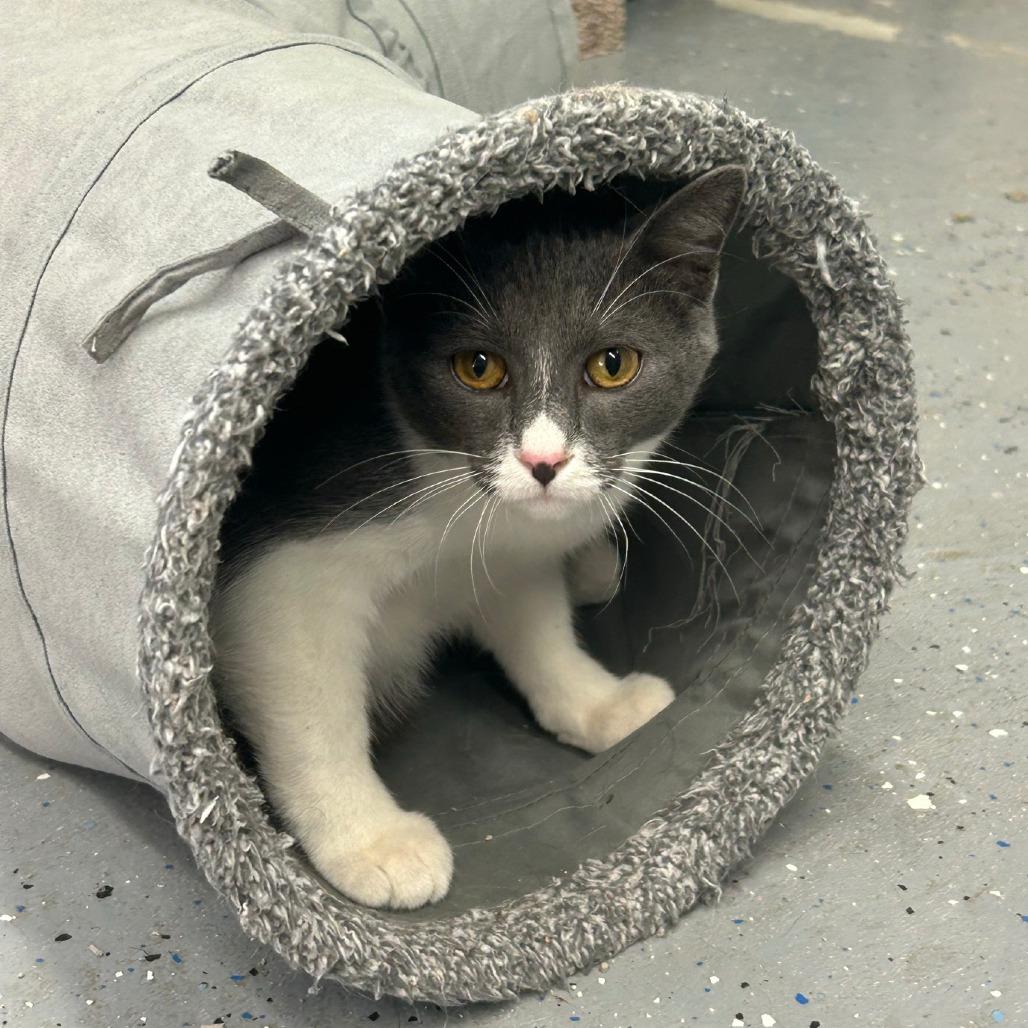 Johnny, Adoptable, Young Male Domestic Short Hair.