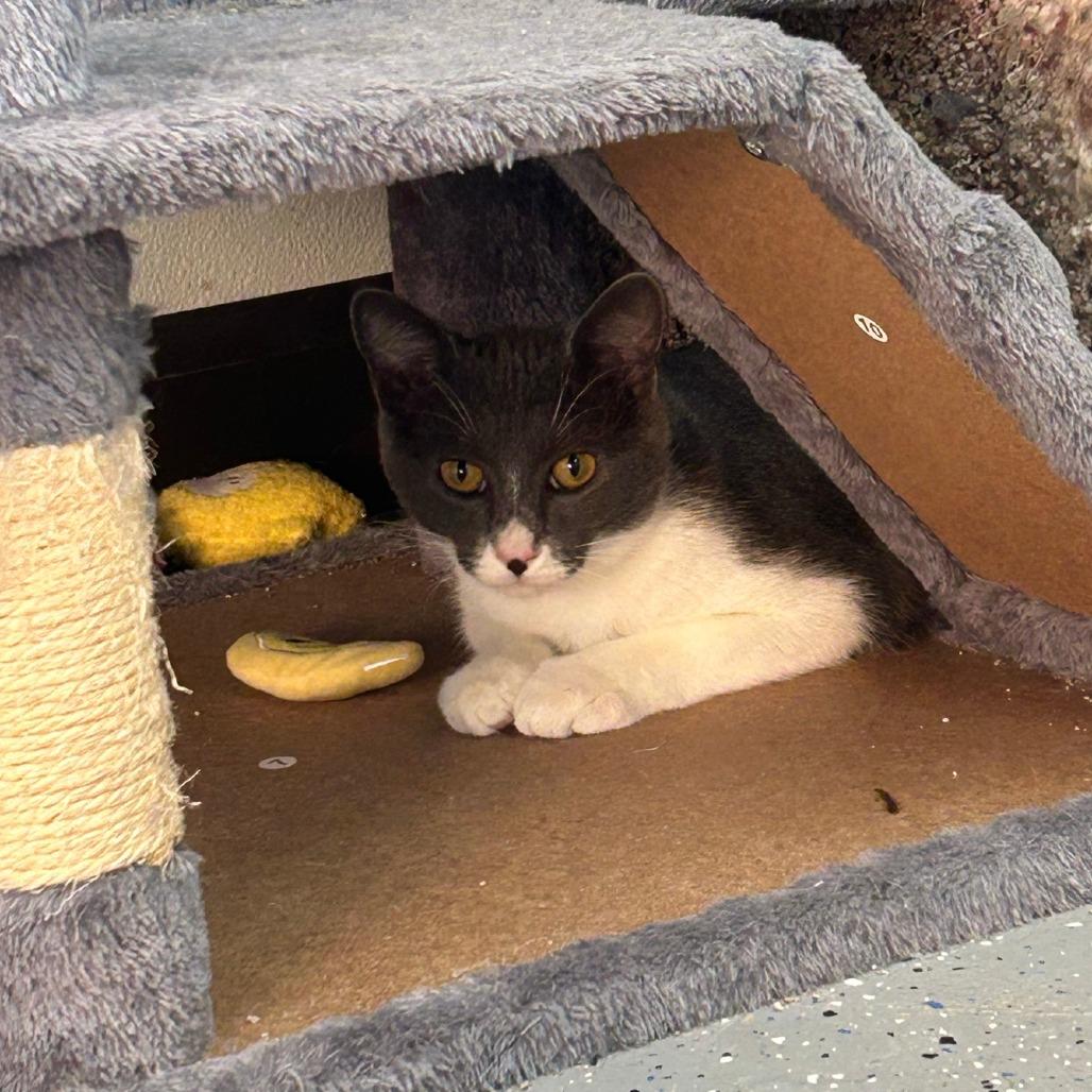 Enlarge Johnny, a Adoptable Domestic Short Hair in Pontiac, IL image 2/6