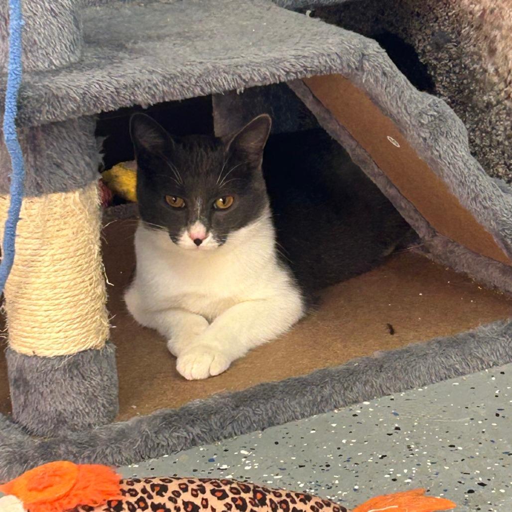 Enlarge Johnny, a Adoptable Domestic Short Hair in Pontiac, IL image 3/6