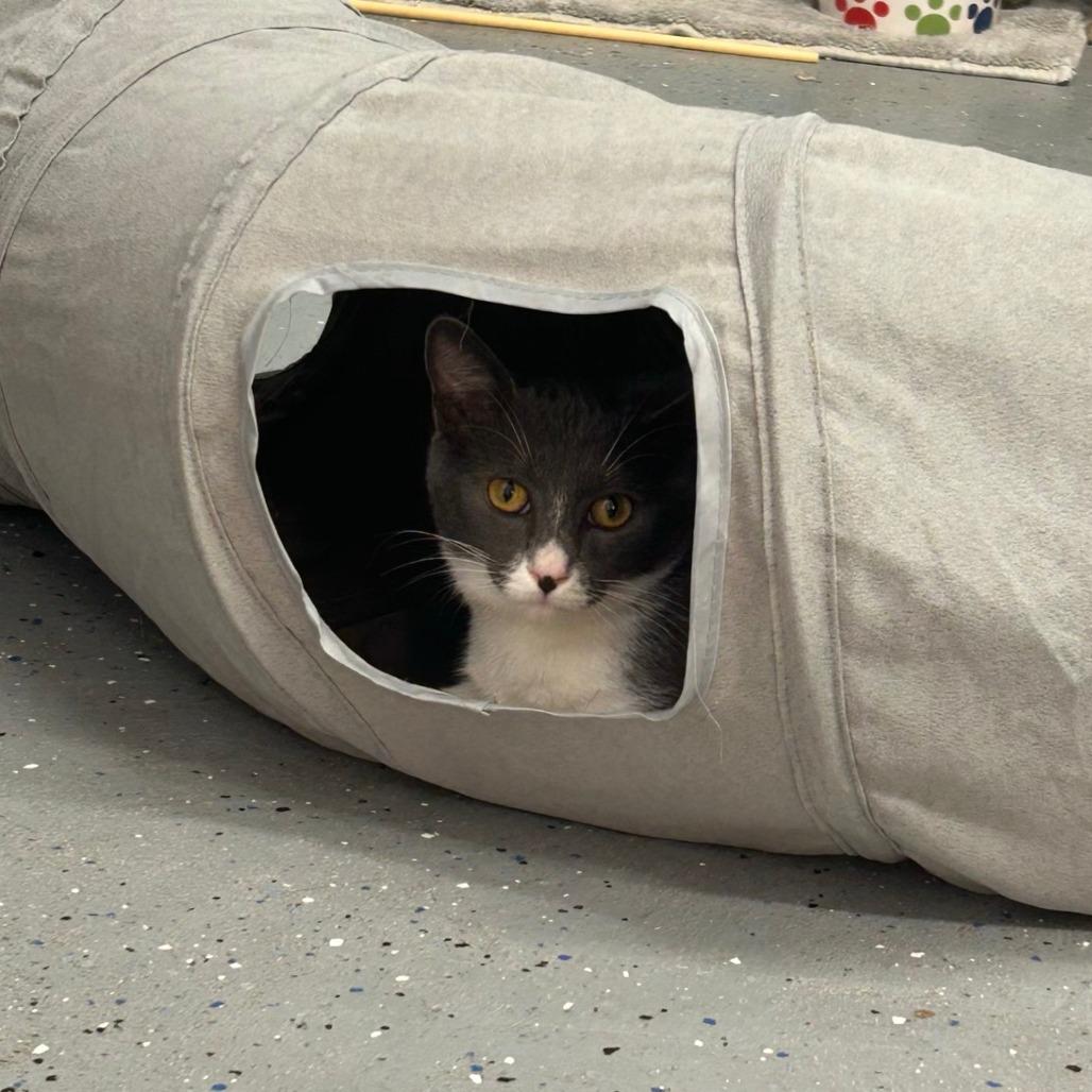 Enlarge Johnny, a Adoptable Domestic Short Hair in Pontiac, IL image 4/6